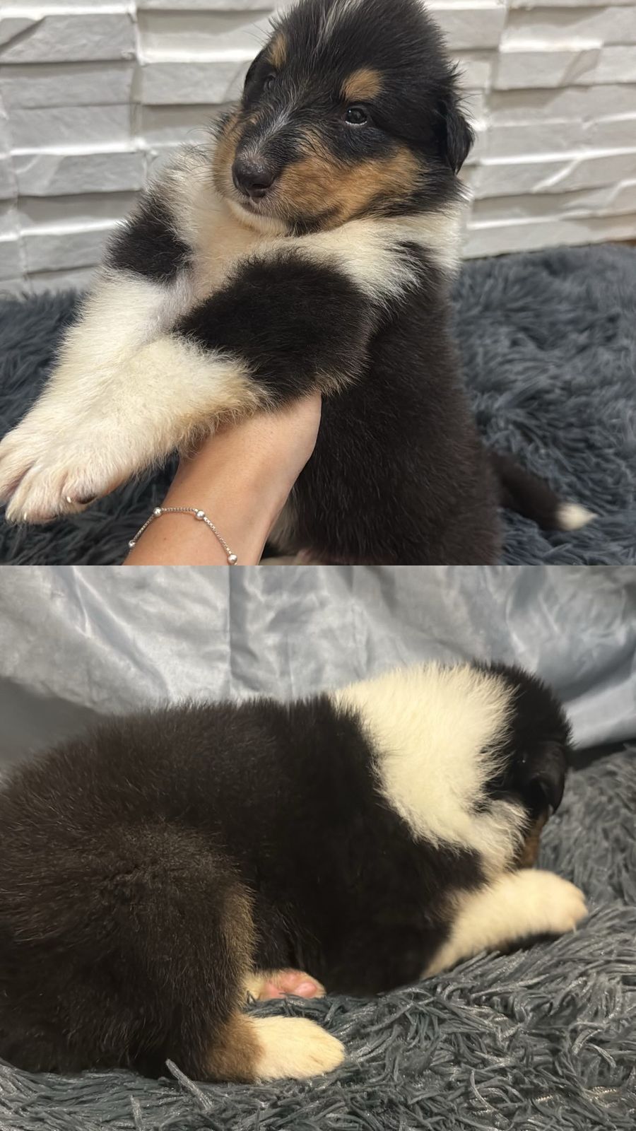 Portal Vendocão Filhote de Collie pelo longo Gravataí
