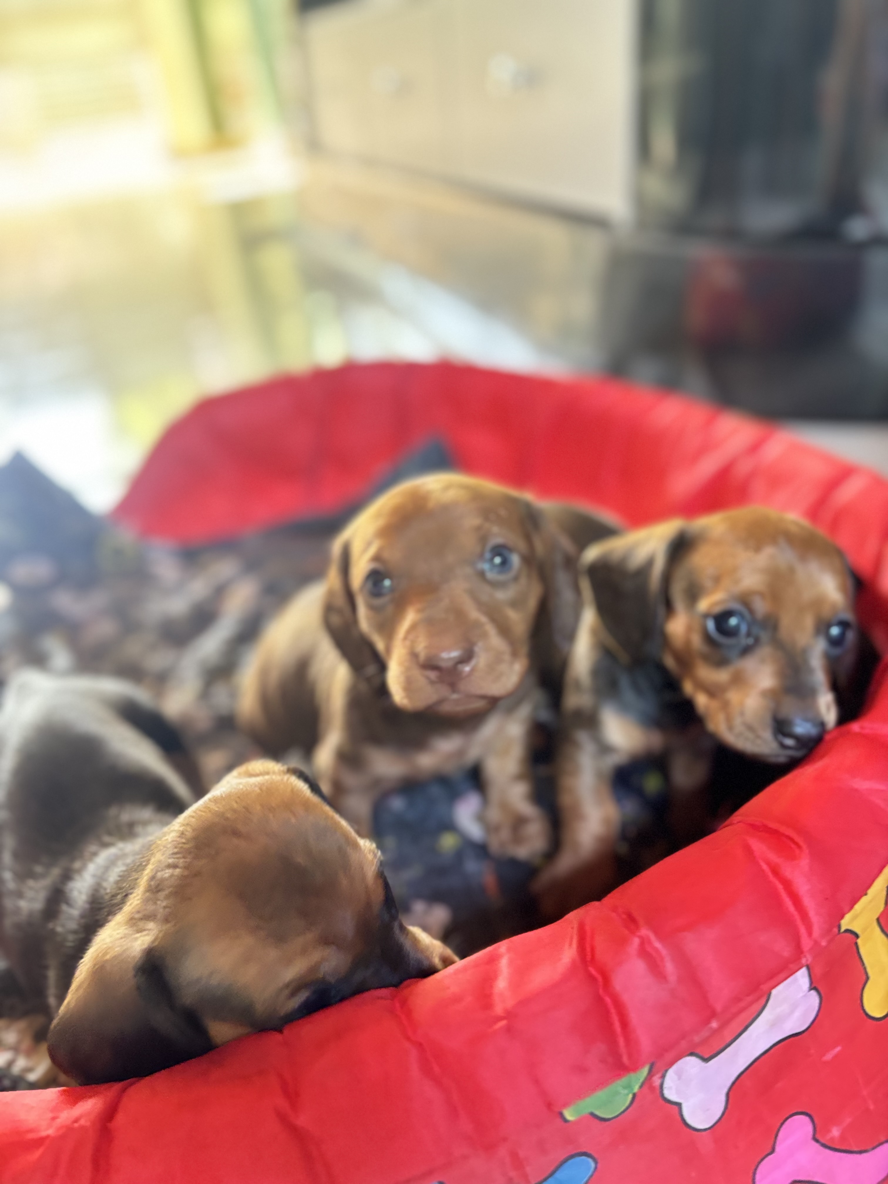 Portal Vendocão Filhotes fêmeas e macho  Campo Grande 