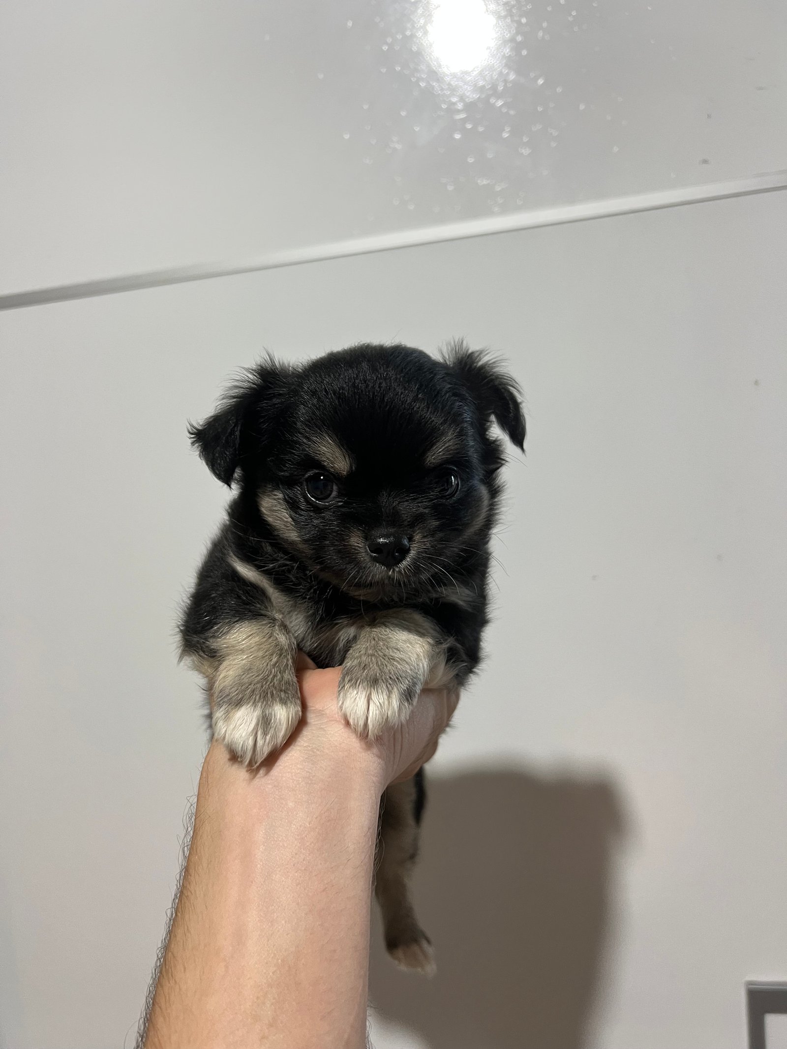 Filhote de Chihuahua Fêmea Black and Tan – Pelo Longo | Com Pedigree ALKC  Filhote fêmea da raça Chihuahua, variedade de pelo longo, na linda coloração Black and Tan.  • Fêmea • Pelo longo • Pedigree ALKC • Excelente linhagem • Primeira dose da vacina já aplicada • Saudável, muito bem cuidada e pron - Foto 3