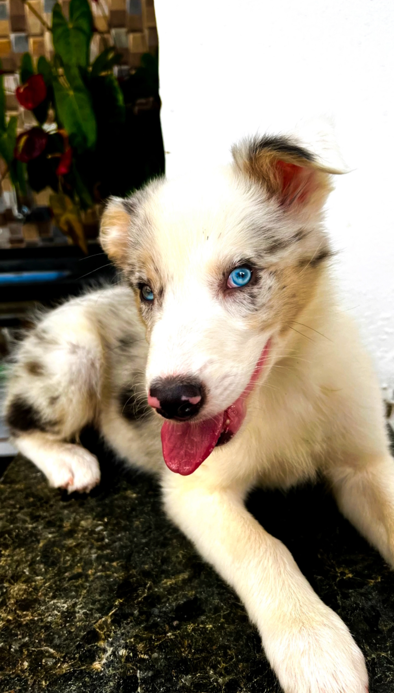 Portal Vendocão Filhotes de Border Collie Recife