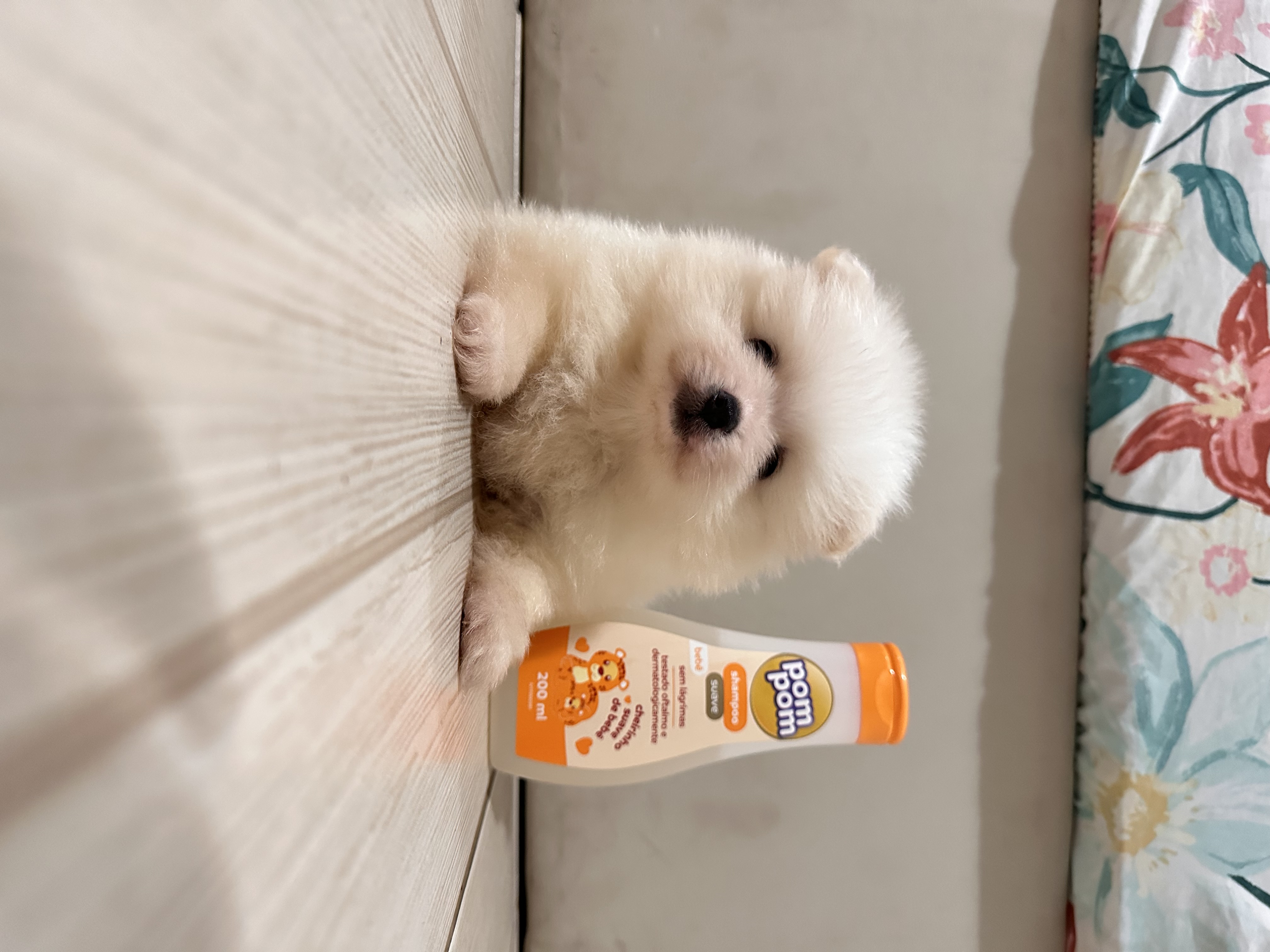 Spitz alemão anao (Lulu da pomerania) - Foto 4