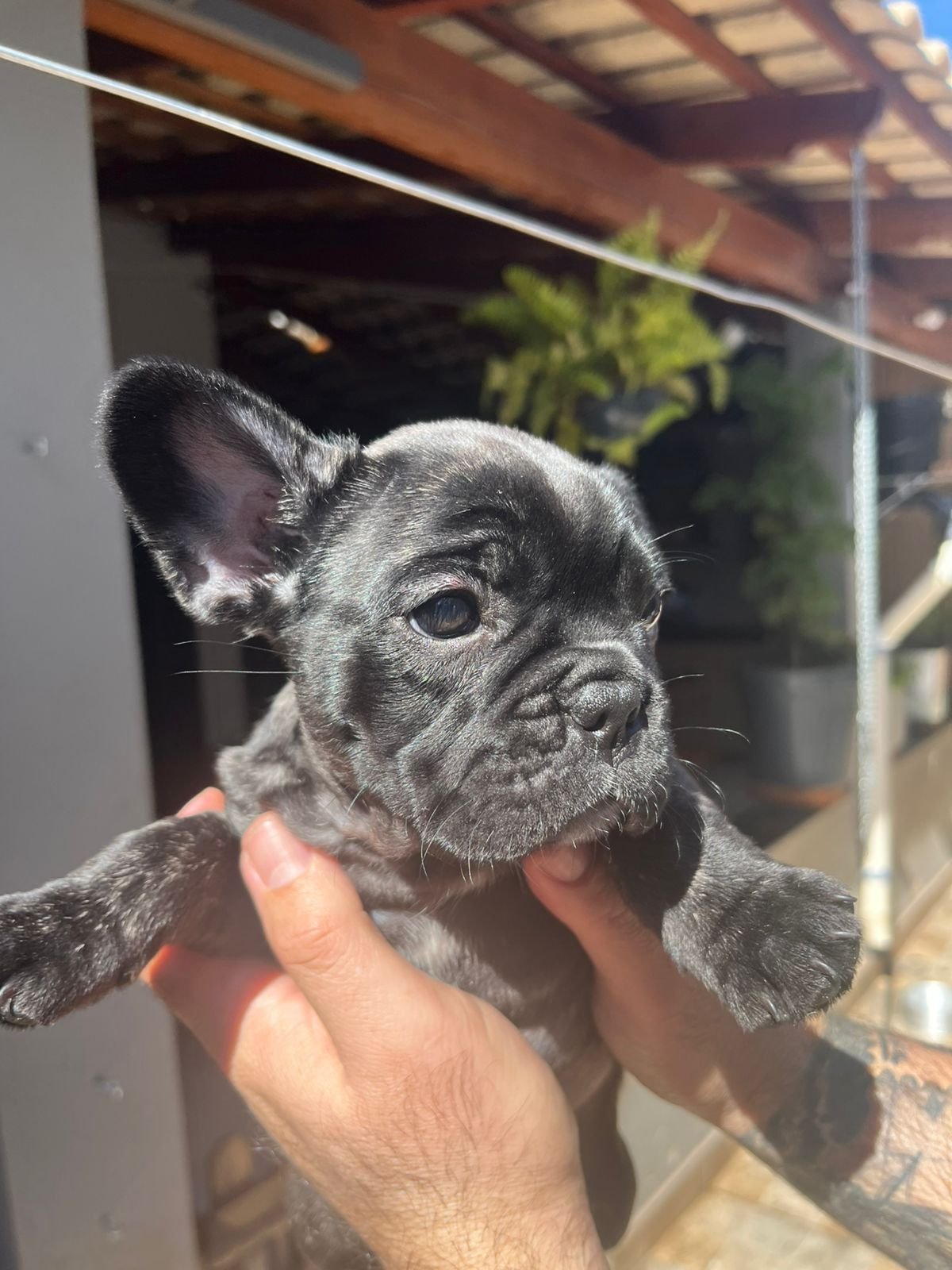 Filhotes fêmeas de Buldogue  - Foto 3