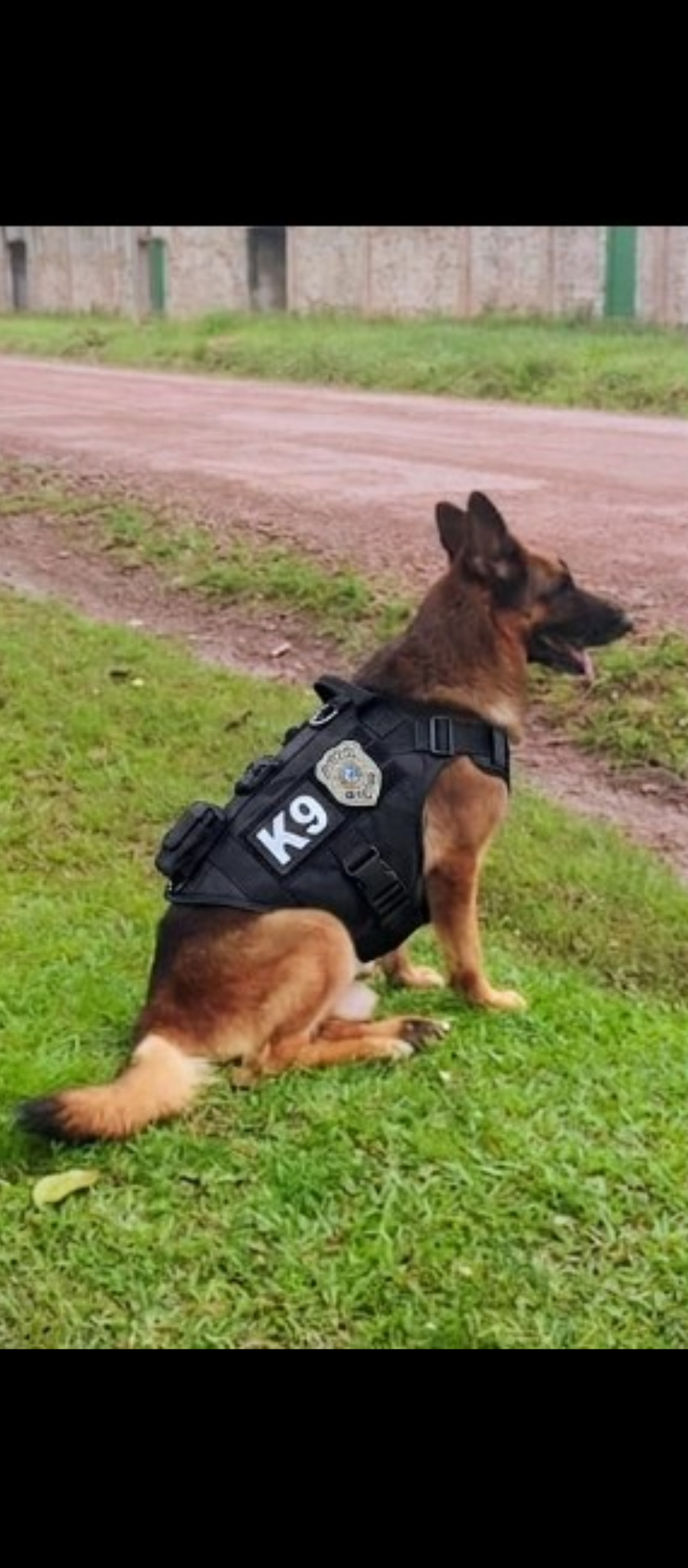 Vendo cães adestrados adultos para guardar e proteção  - Foto 1