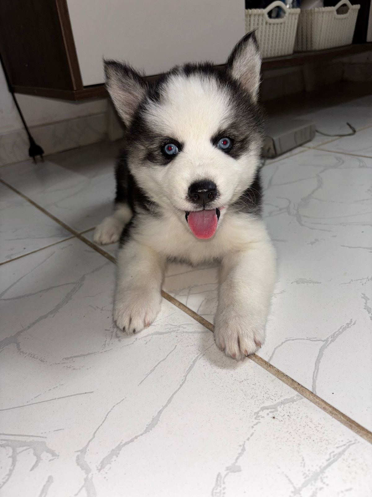 Husky siberiano  - Foto 2