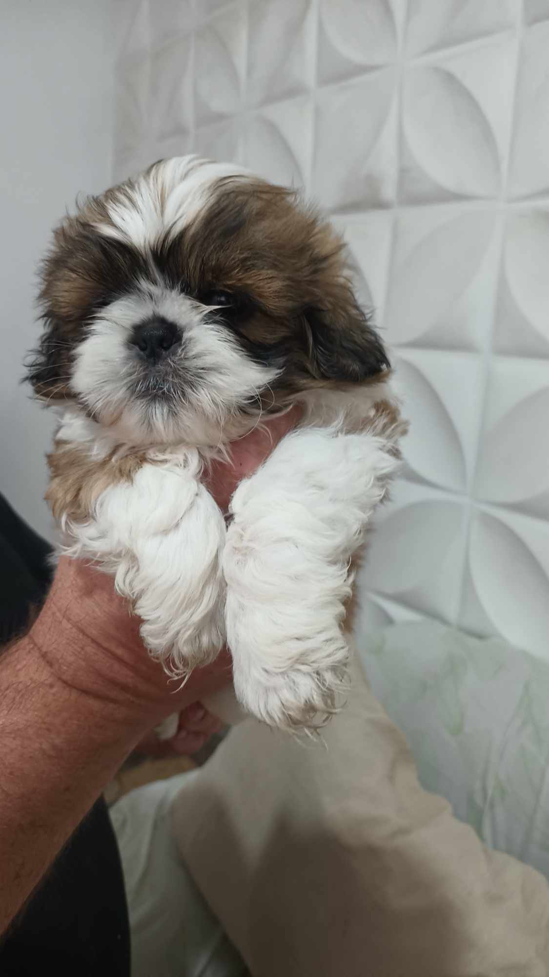 filhotes de Shih Tzu  franco da rocha 