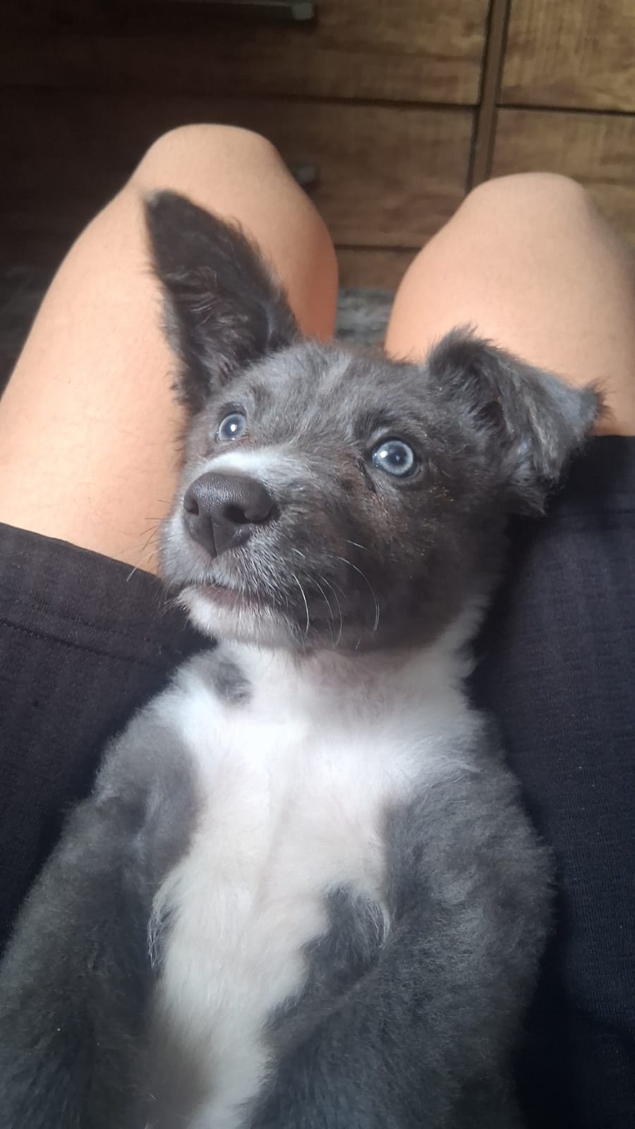 Borde collie marle - Foto 2