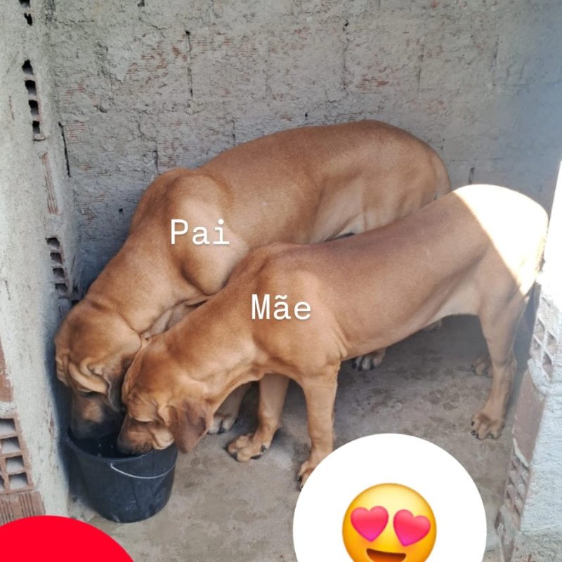 Filhotes de fila brasileiro - Foto 3