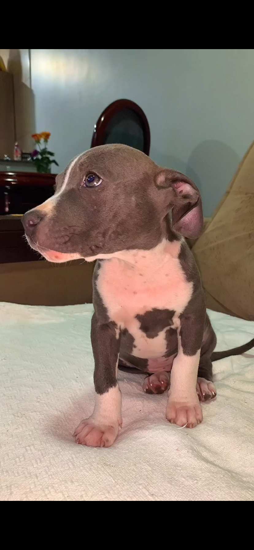 Portal Vendocão Filhotes de Pitbul disponivel a venda com 52 dias Porto alegre