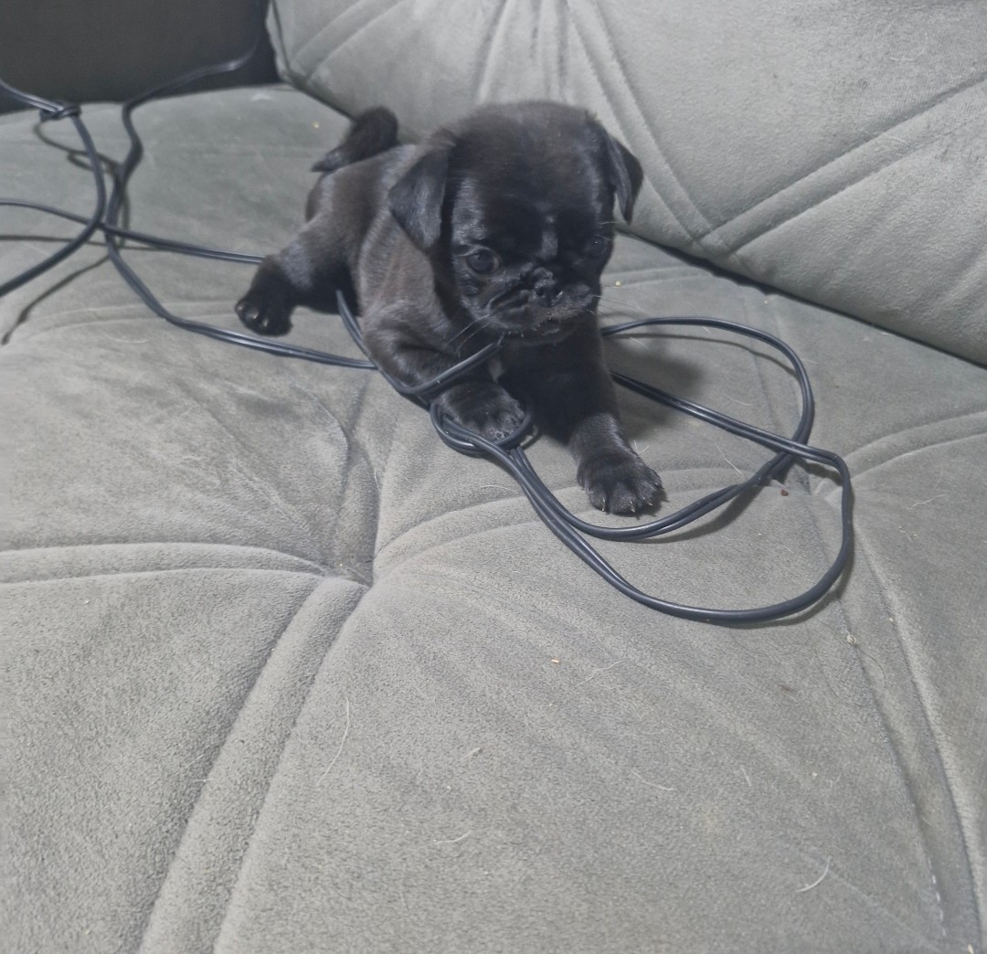 Vende-se pug femea black  - Foto 1