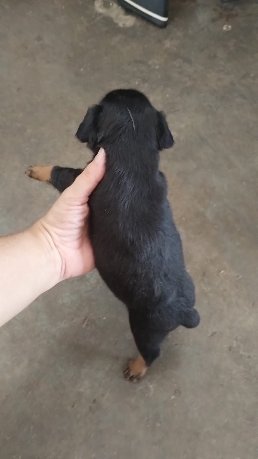 Portal Vendocão Filhote de fox paulistinha  Boa vista 