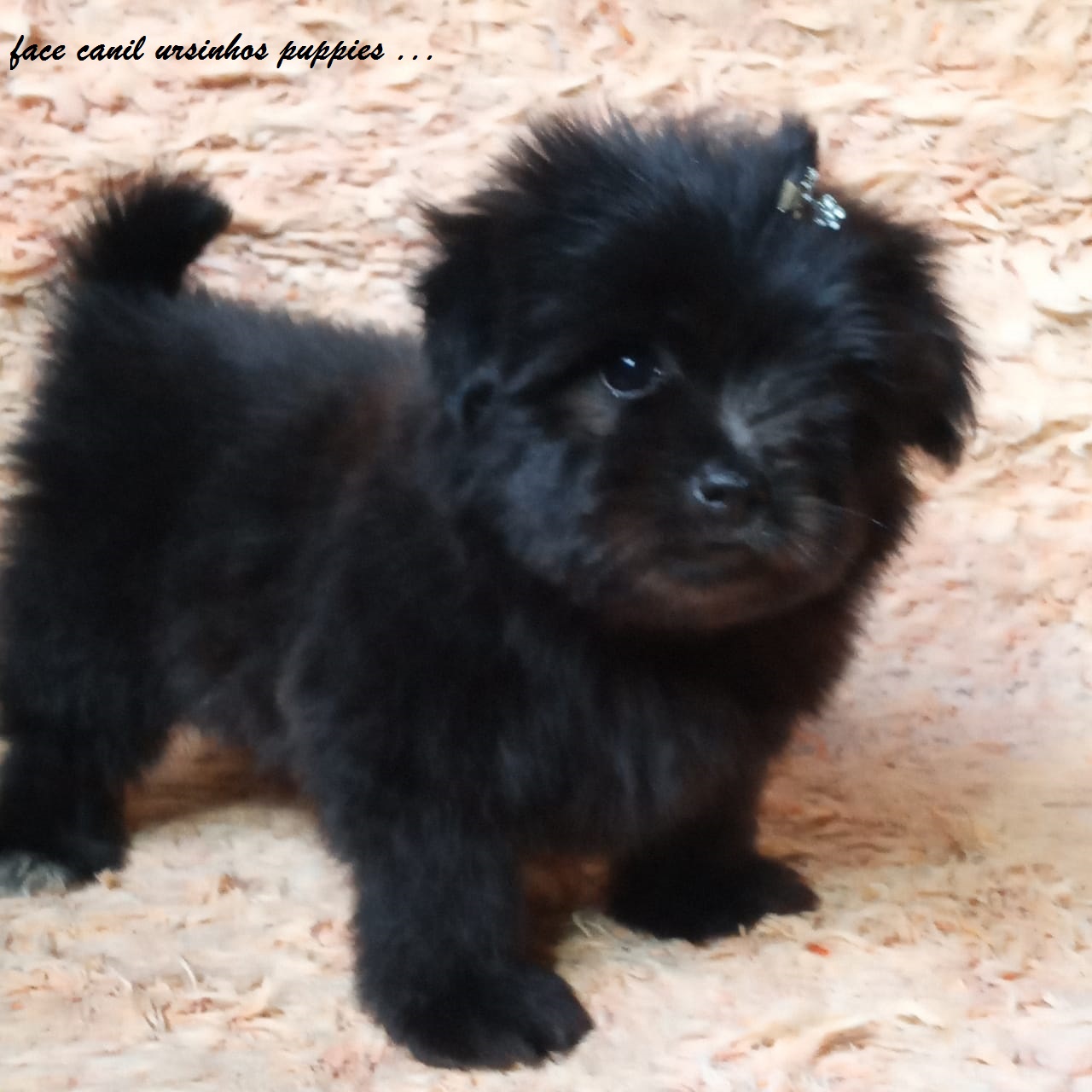 Portal Vendocão lhasa apso lindos bebes pronta entrega @canilursinhospuppies são paulo