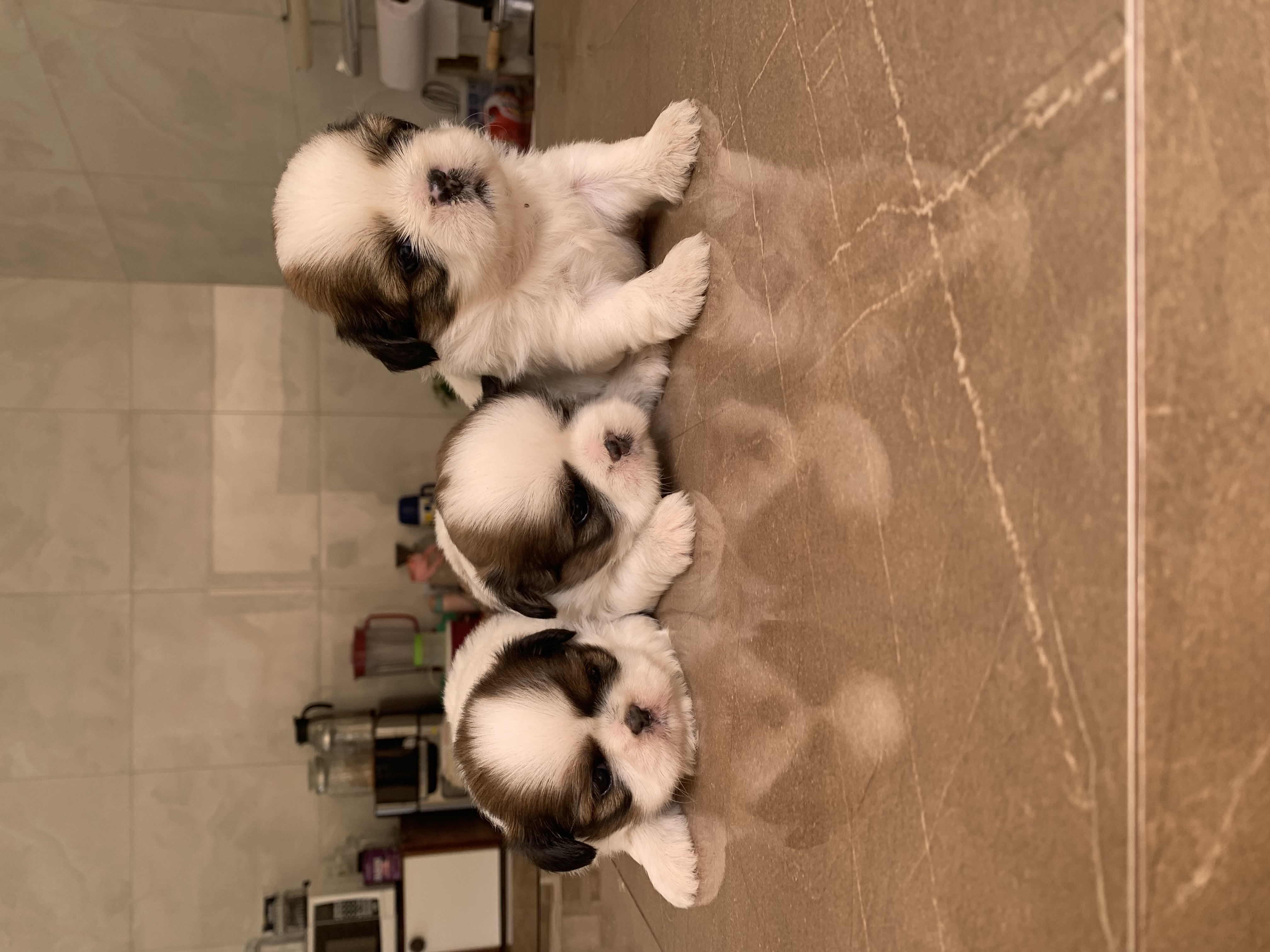 Portal Vendocão Vendo cachorros Shitzu  Parauapebas