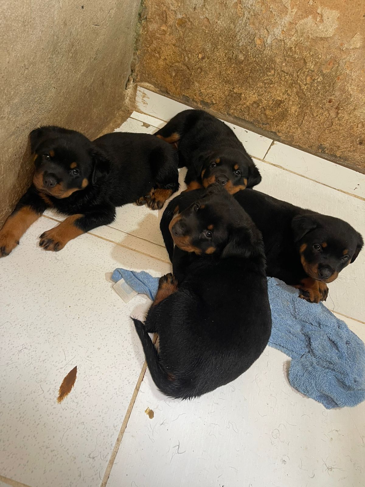 Portal Vendocão Filhotes rottweiler  Jaboatão dos Guararapes 