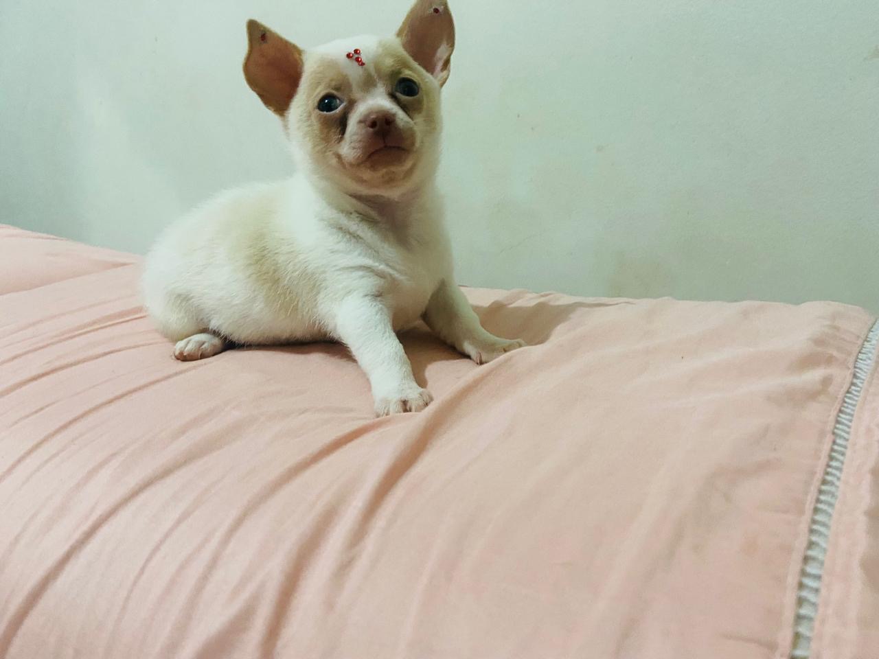 Portal Vendocão Chichuahua  Riacho Fundo 1