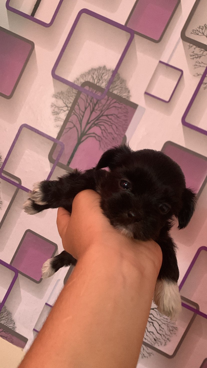 Filhotes de shih tzu  - Foto 5