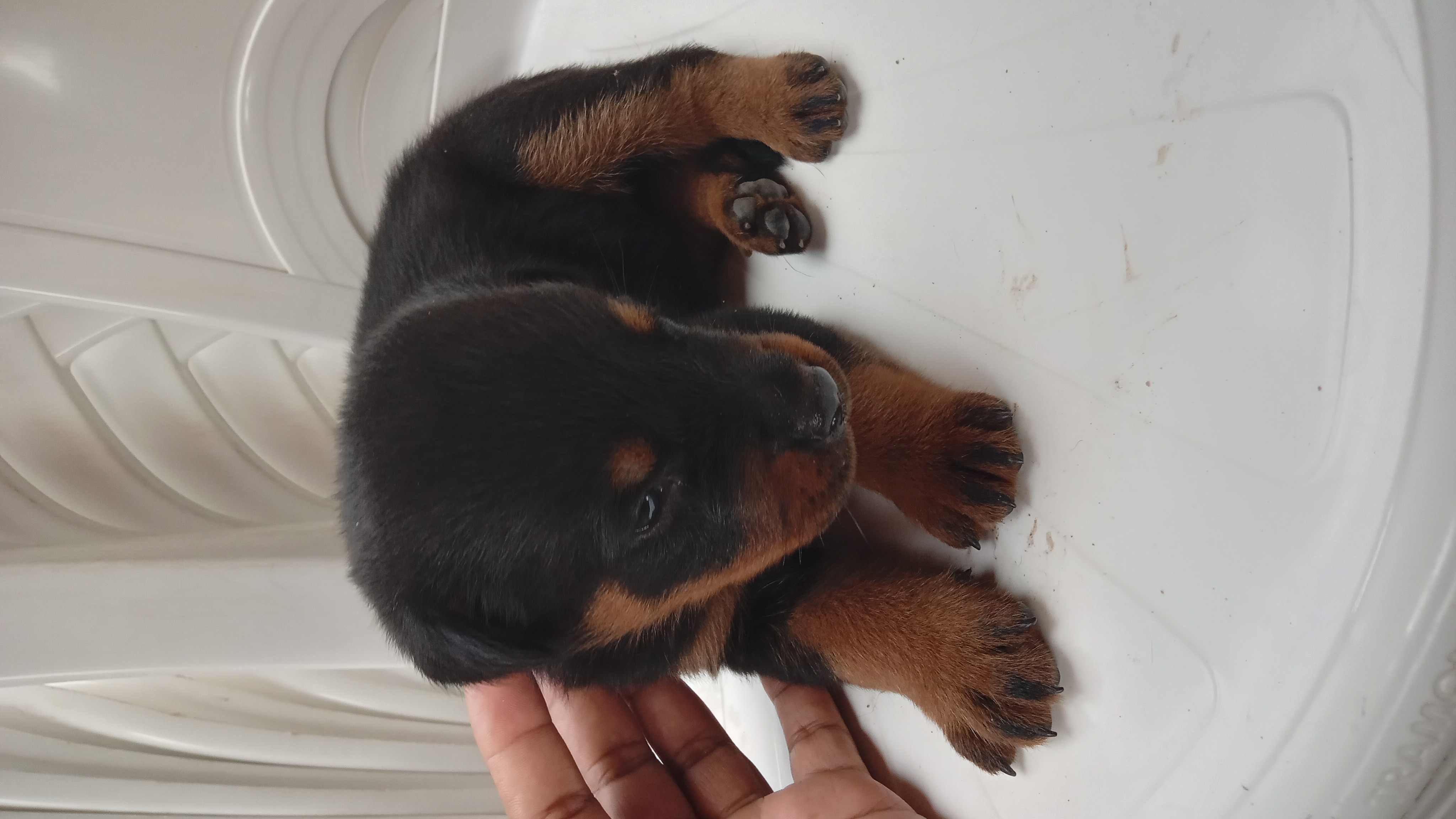 Portal Vendocão Filhotes de Rottweiler puros. Mistura de cabeça de touro e comum Sao luis