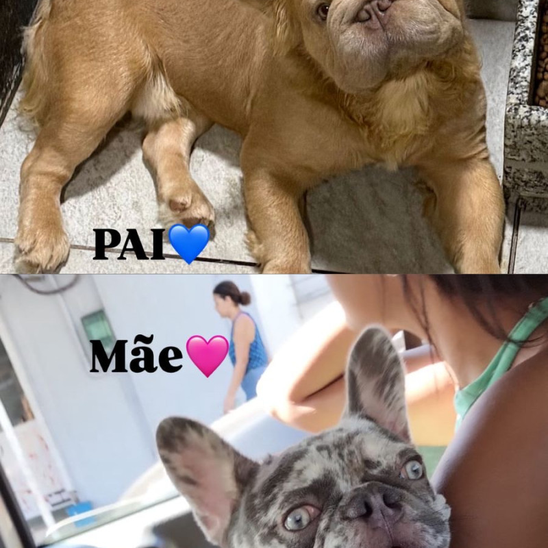 Bulldog Francês Macho – Lilac Tan Merle Fluffy com Pedigree - Foto 5