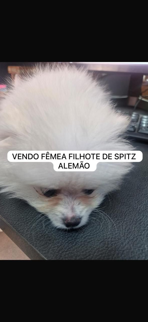 Portal Vendocão mini spitz alemão Lulu-da-pomerânia  Goiânia