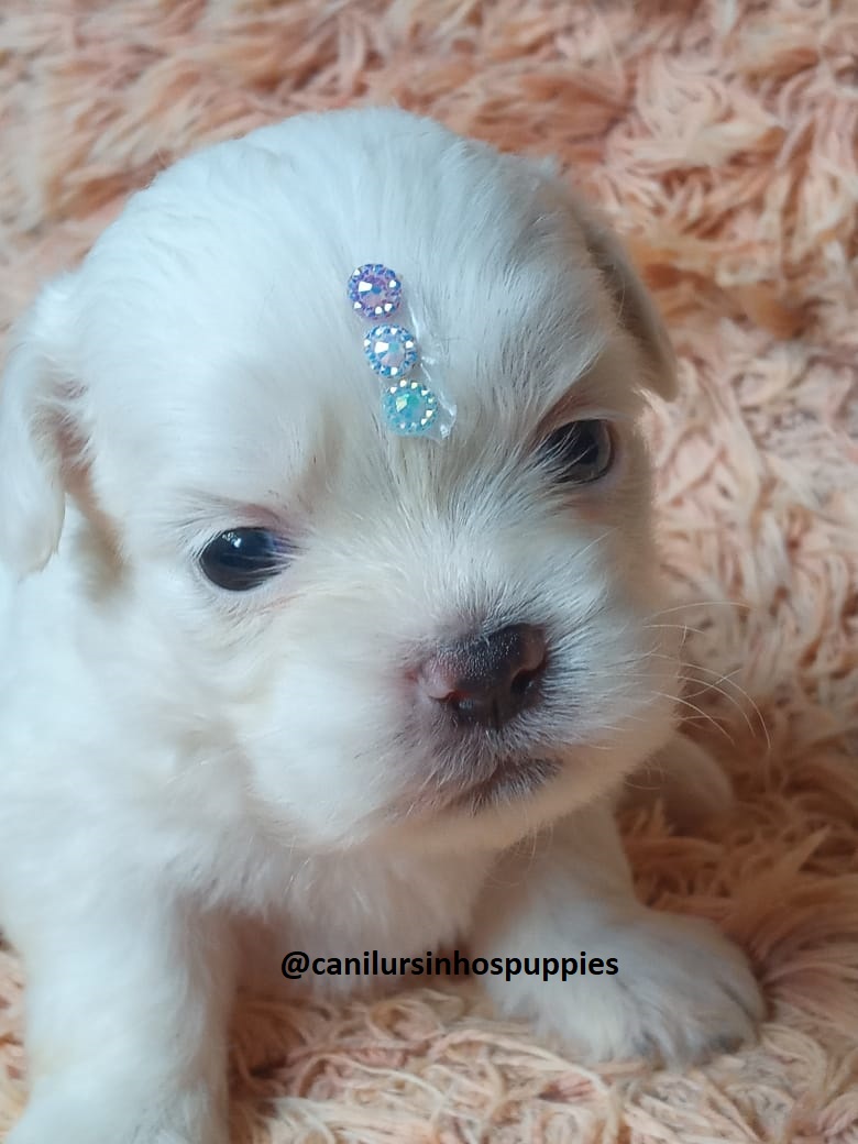 Portal Vendocão maltes lindos bebes entrega mediata @canilursinhospuppies  barueri