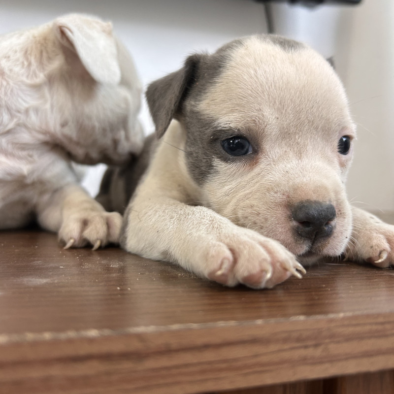 American bully - Foto 5