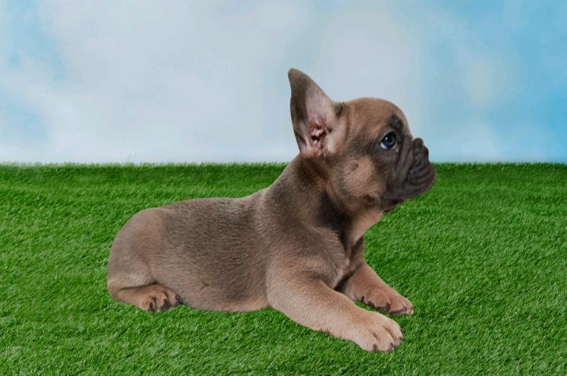 Vendo filhote de Bulldog Francês  - Foto 2