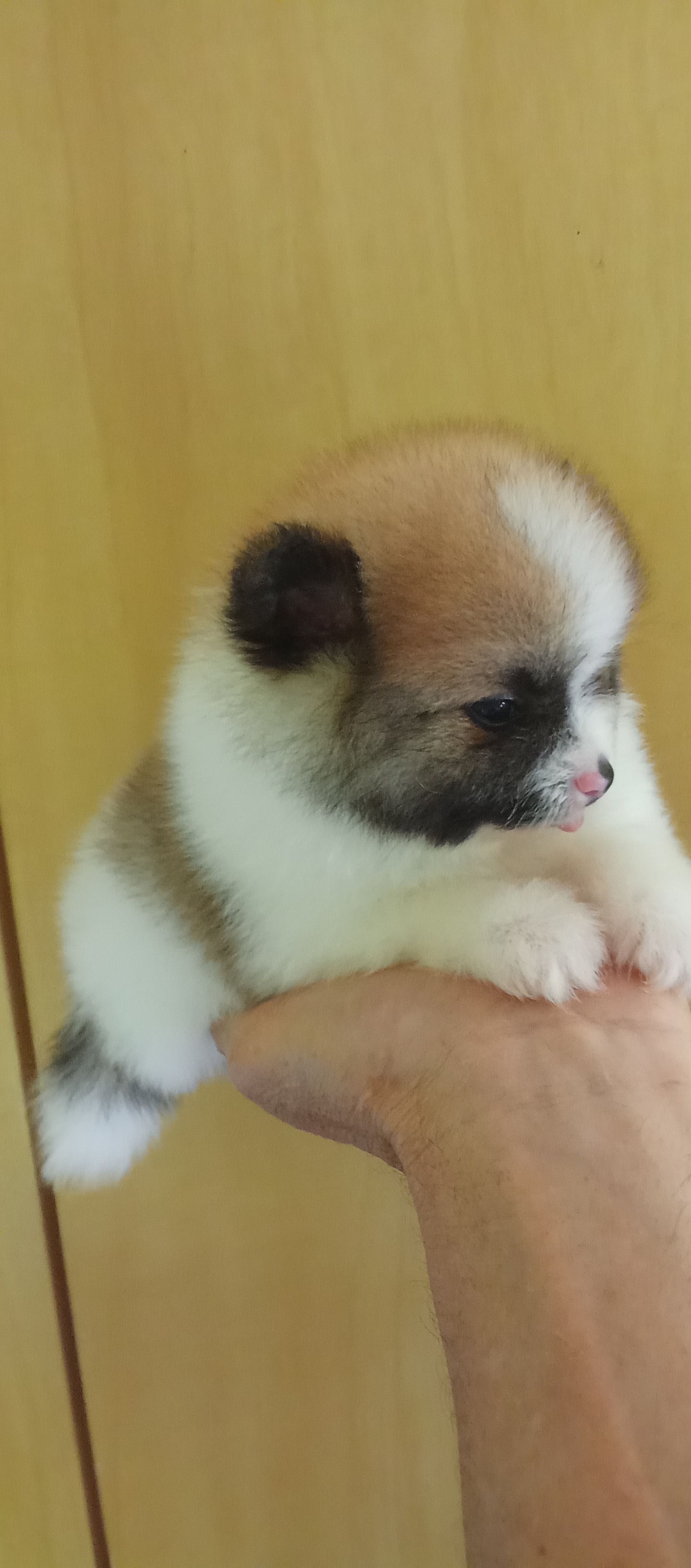 Portal Vendocão Filhote fêmea lulu da Pomerânia  Teófilo Otoni