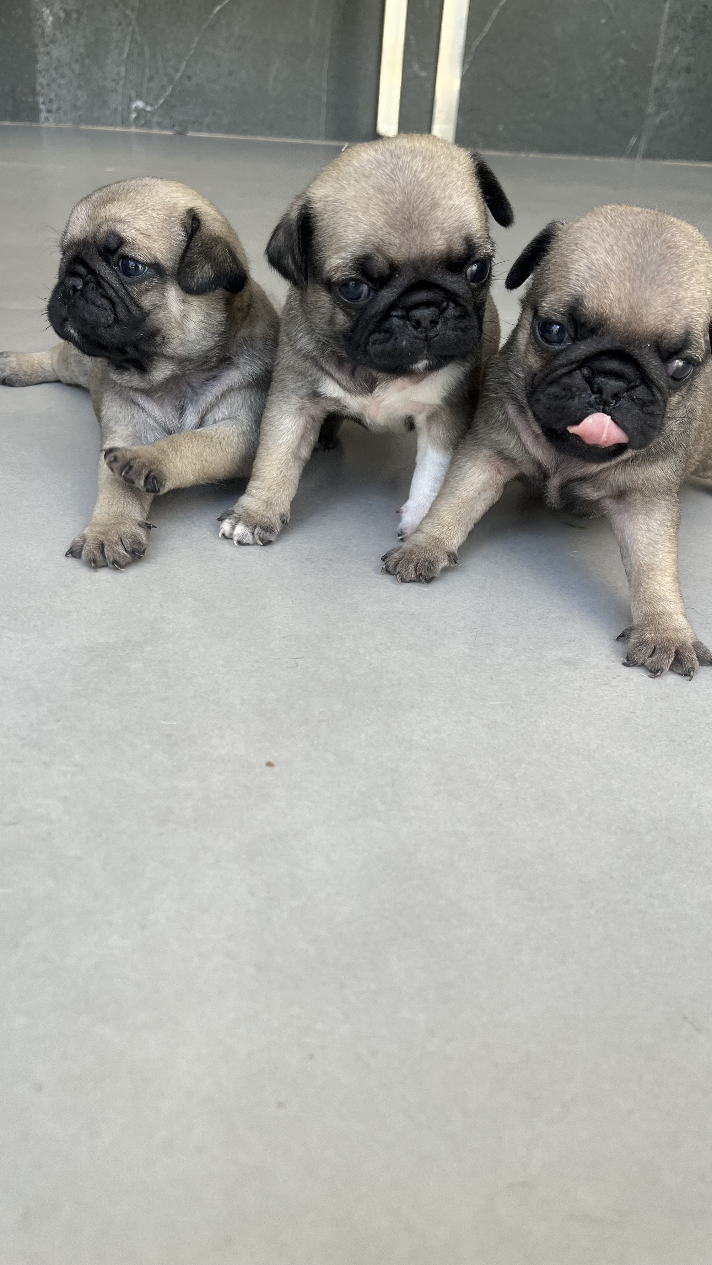 Pug
