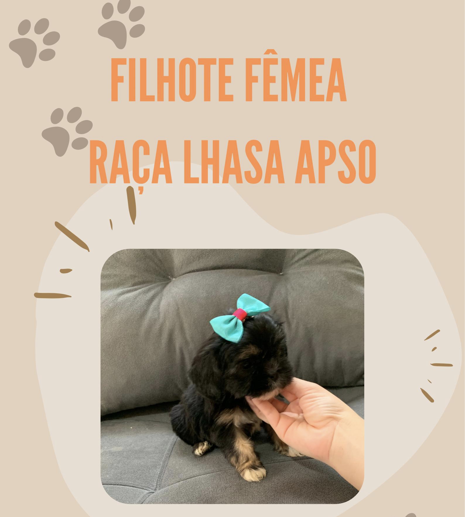 Portal Vendocão Cachorro RACA LHASA APSO Manaus