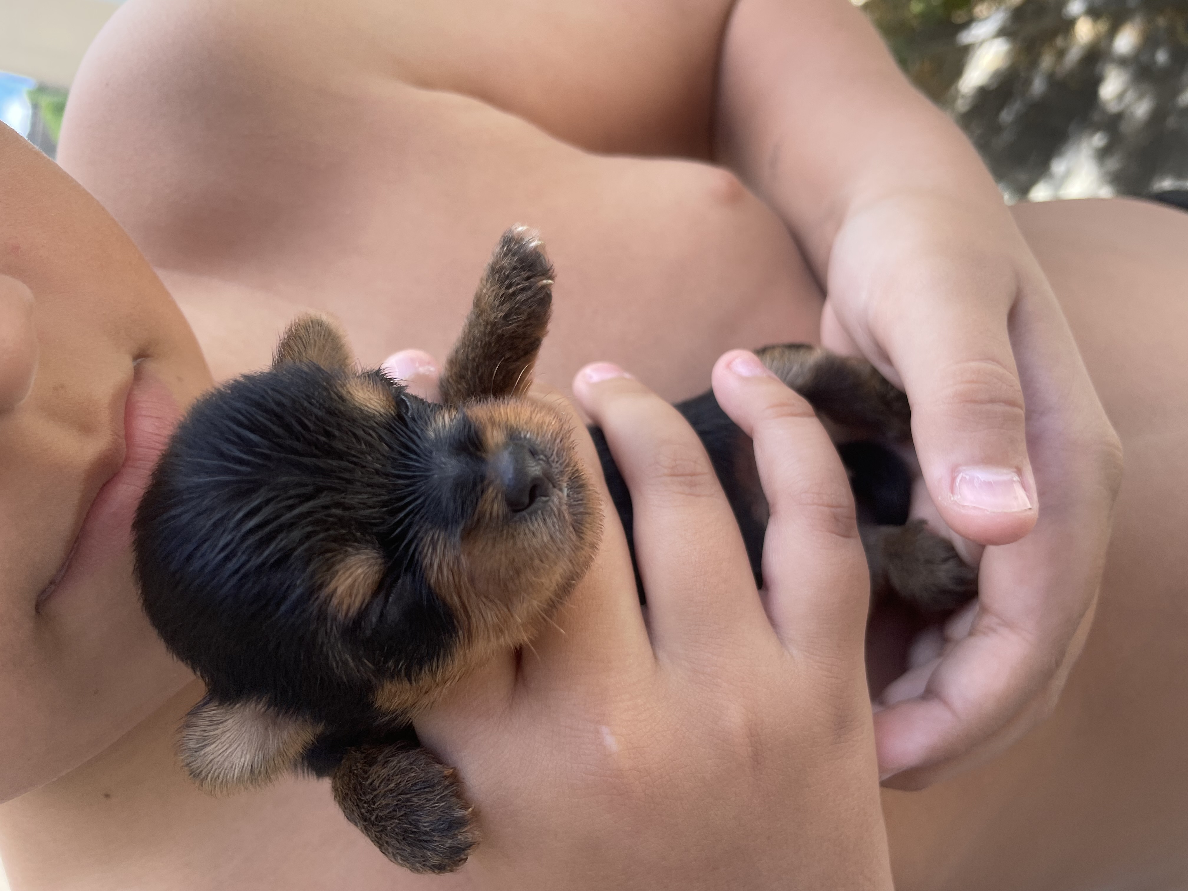Portal Vendocão Filhote de yorkshire terrier  Campina Grande 