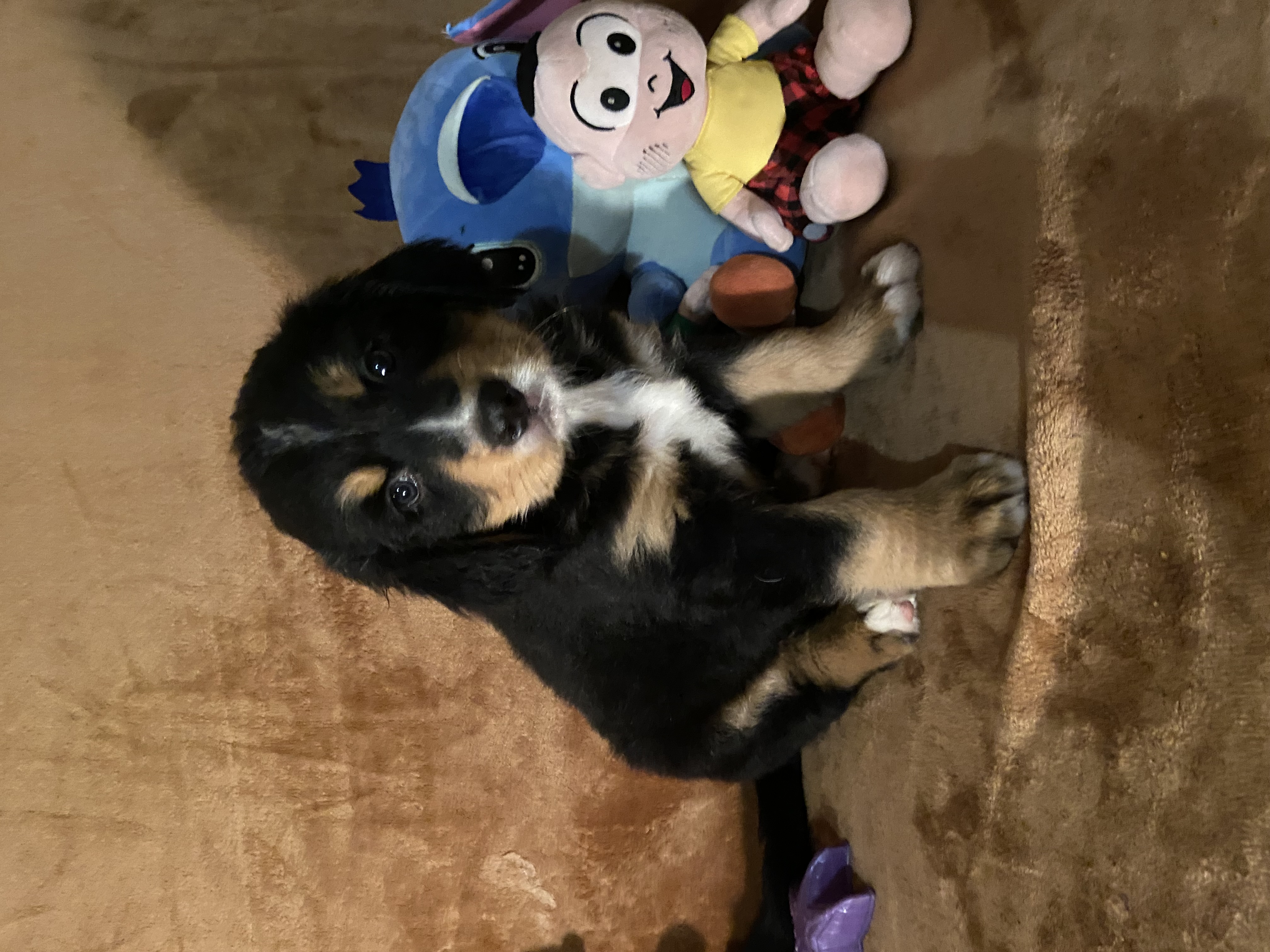 Filhote de Bernese disponível para quem busca um companheiro fiel, carinhoso e ideal para família. - Foto 4