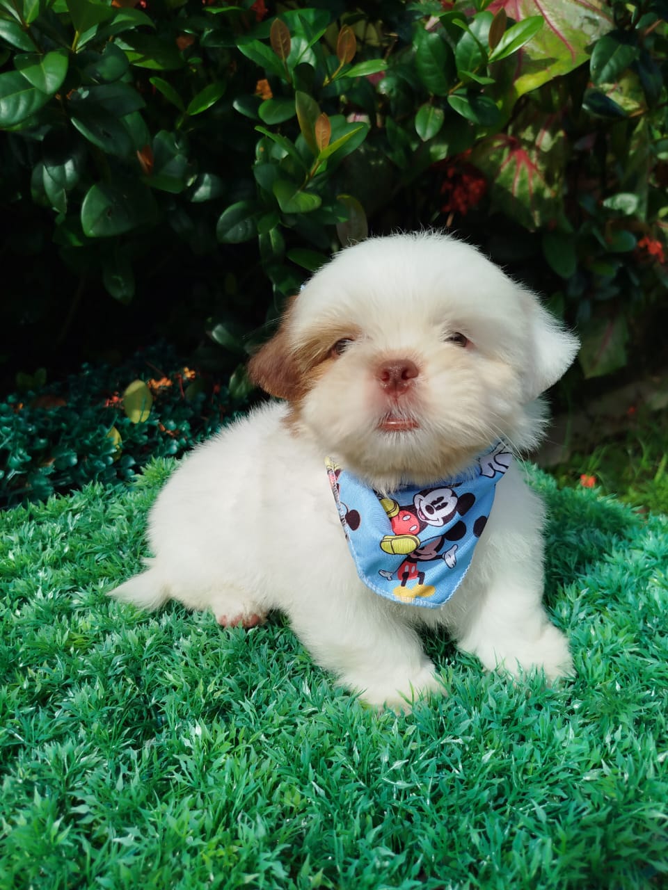 Portal Vendocão Shihtzu macho Praia Grande