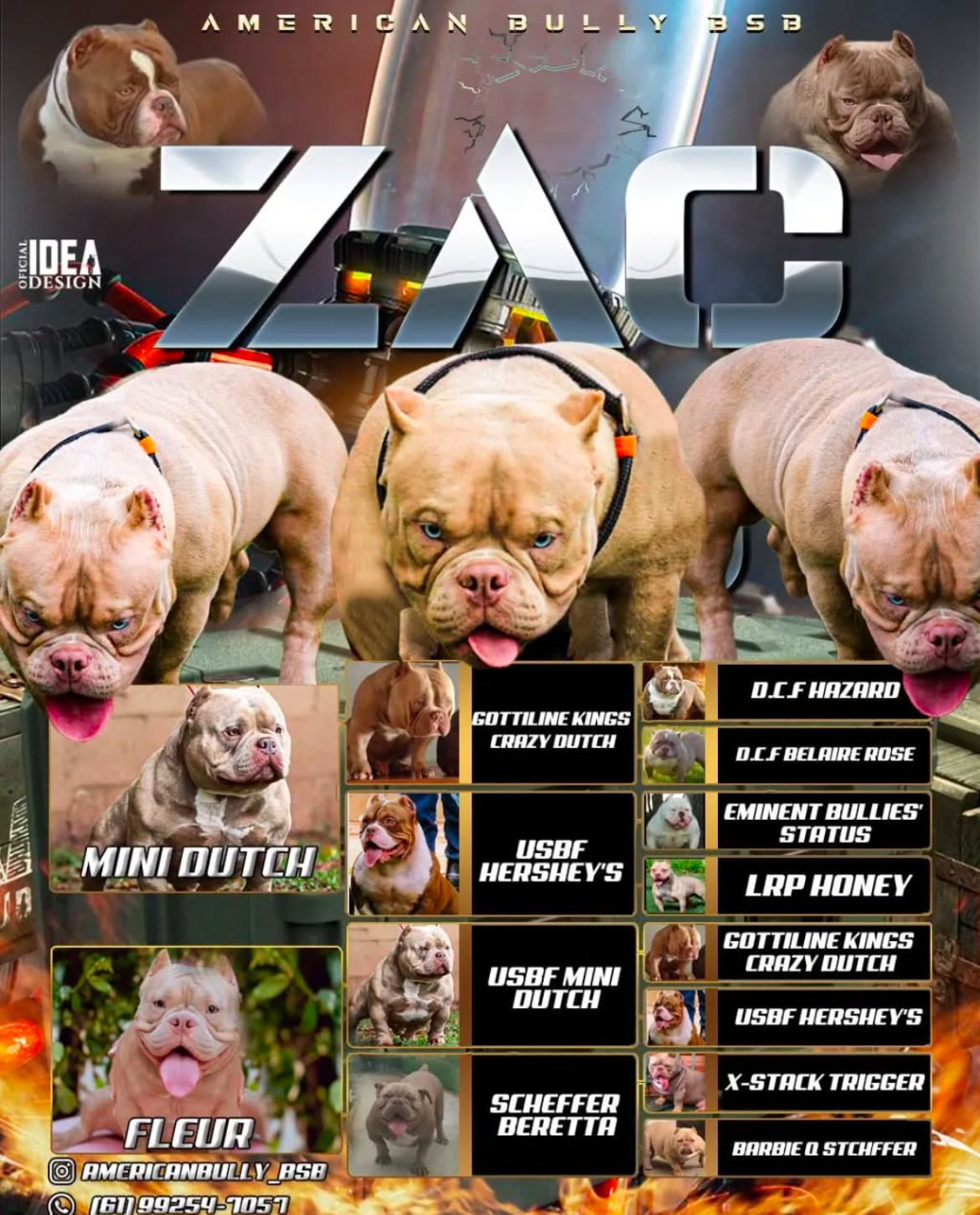 Portal Vendocão Filhotes de EXOTIC BULLY(American Bully Micro) João Pessoa 