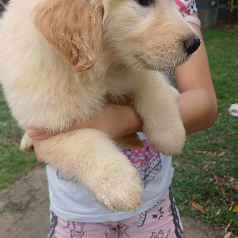 Golden Retriever