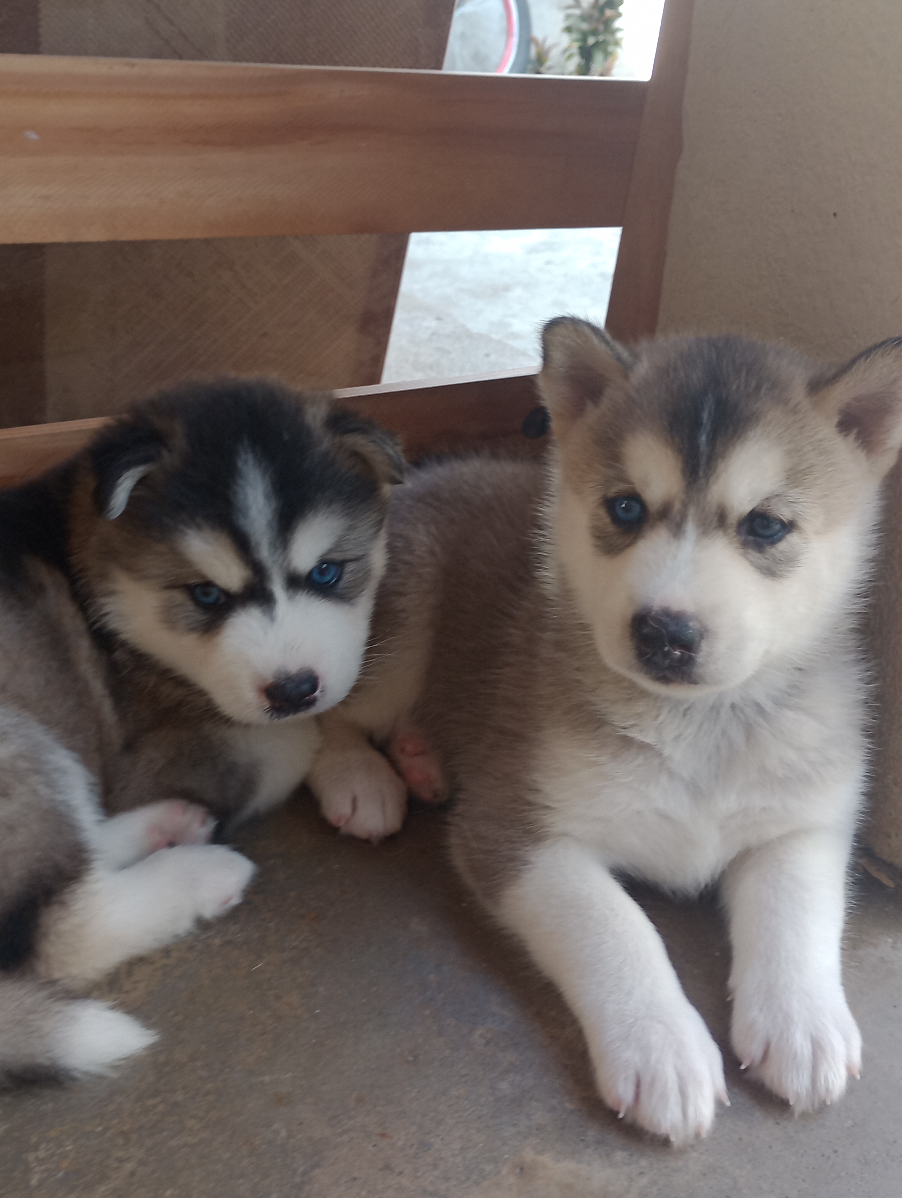 Portal Vendocão Filhotes de Husky Siberiano Recife