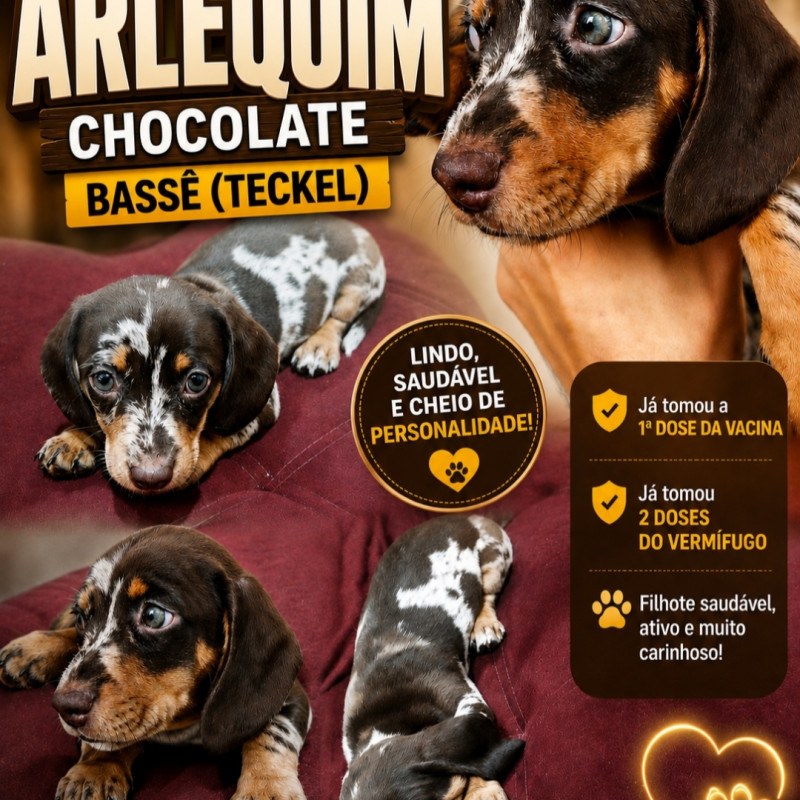Arlequim chocolate macho - Foto 2