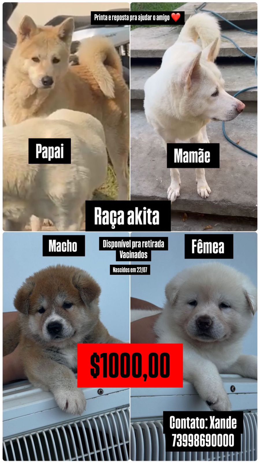 Portal Vendocão VENDO FILHOTE DE AKITA ITABUNA