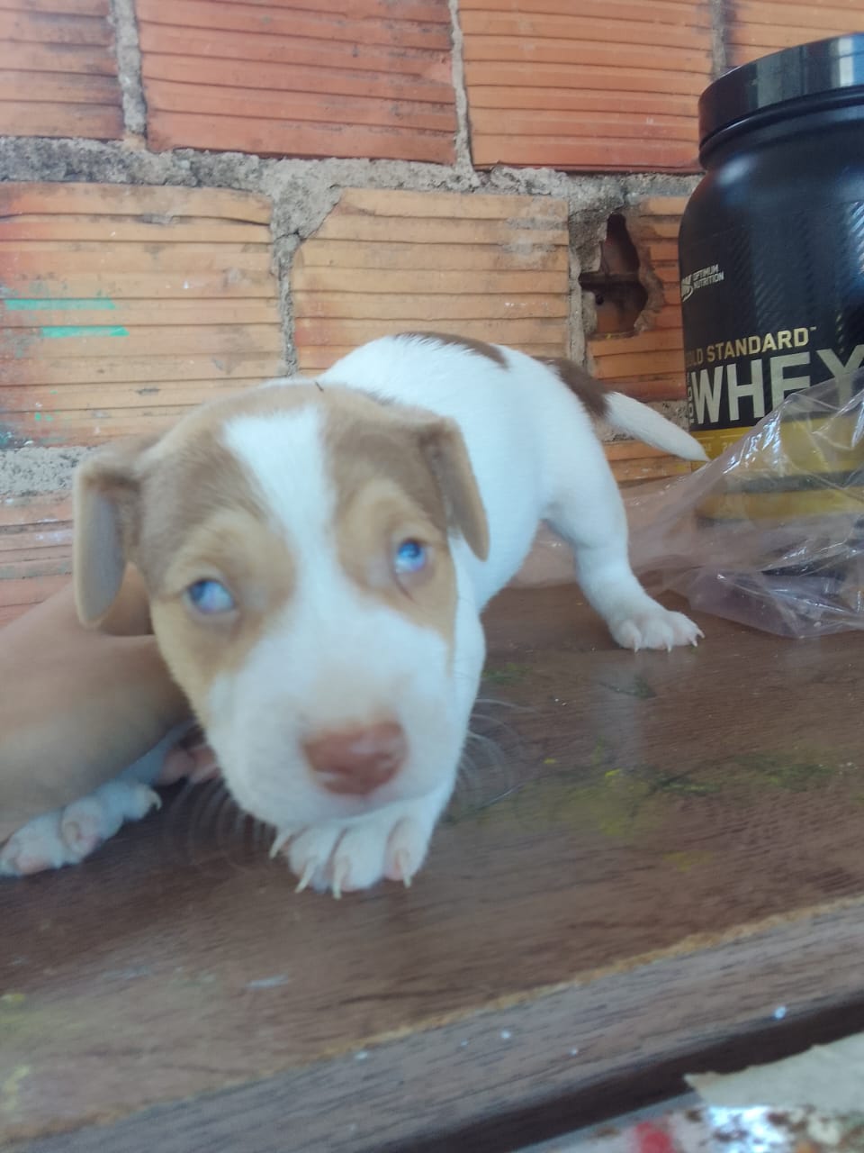Portal Vendocão filhote de Jack russell terrier Salvador