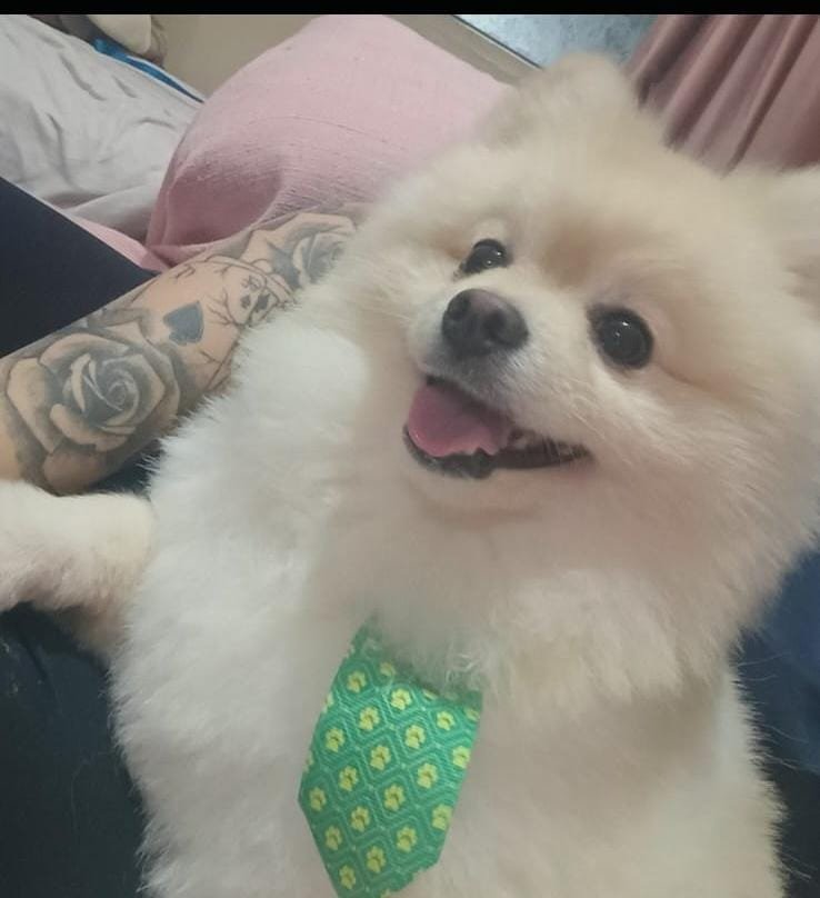 Lulu da Pomerânia disponível  - Foto 2