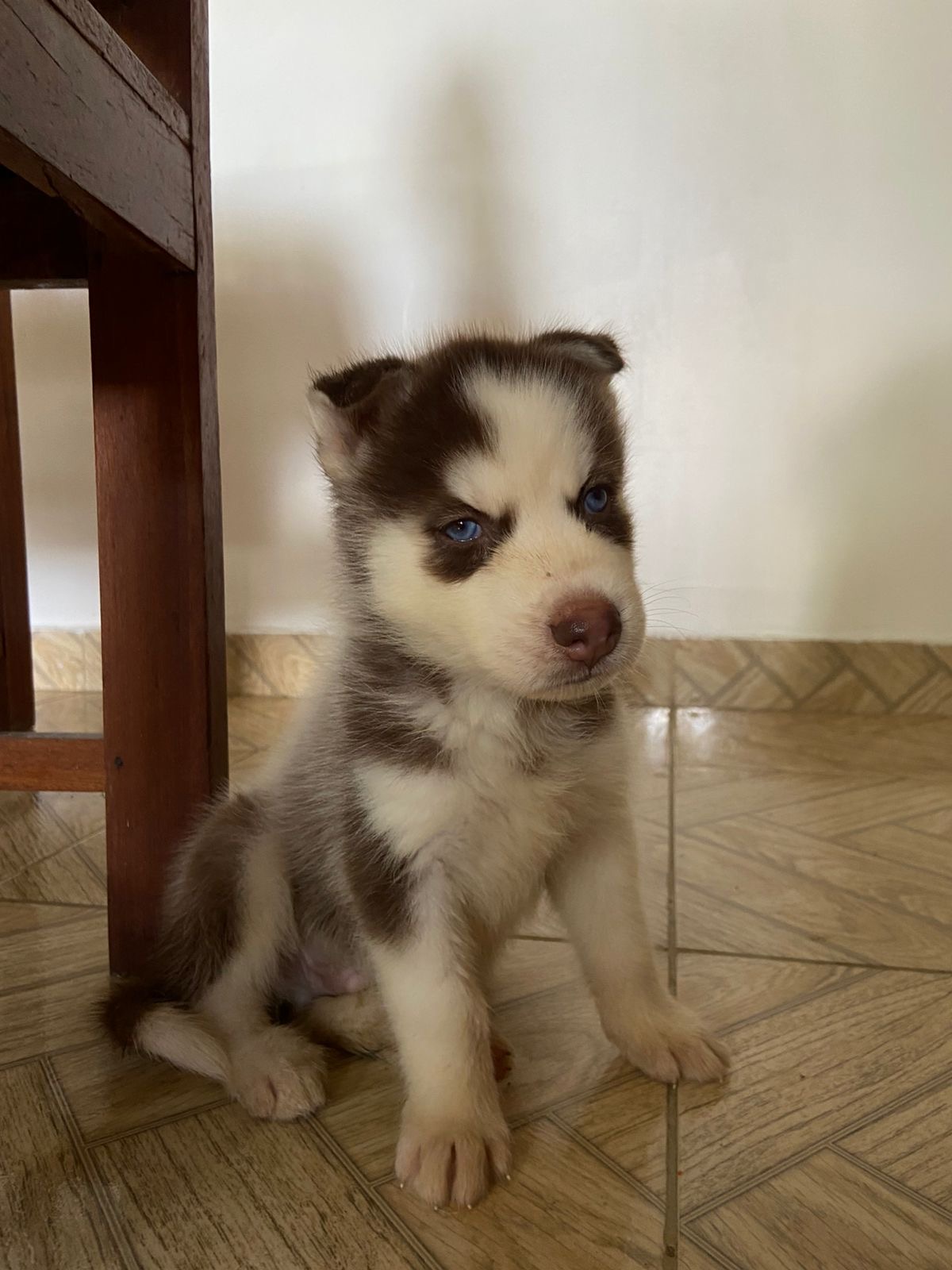 Portal Vendocão Filhote HUSKY SIBERIANO  Manaus