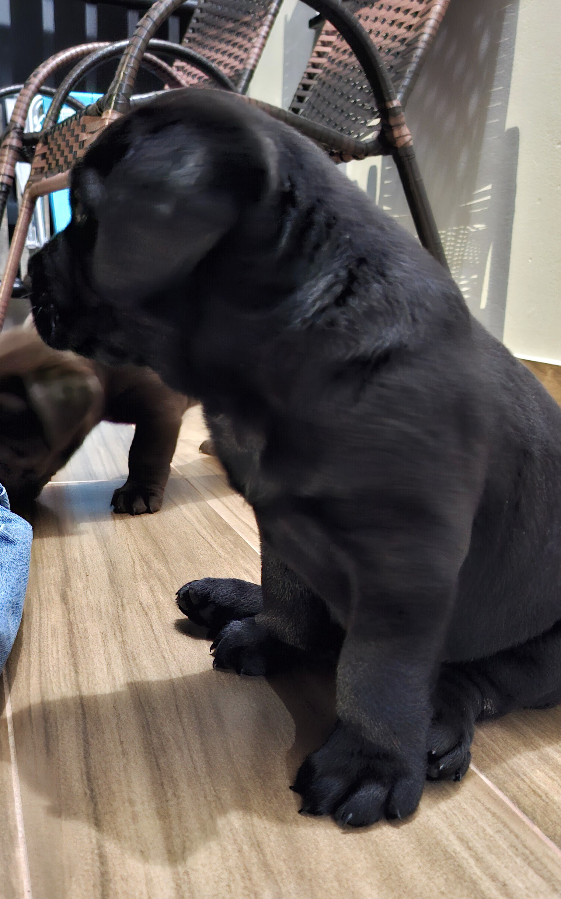 Lindos Filhotes de Labrador Disponíveis