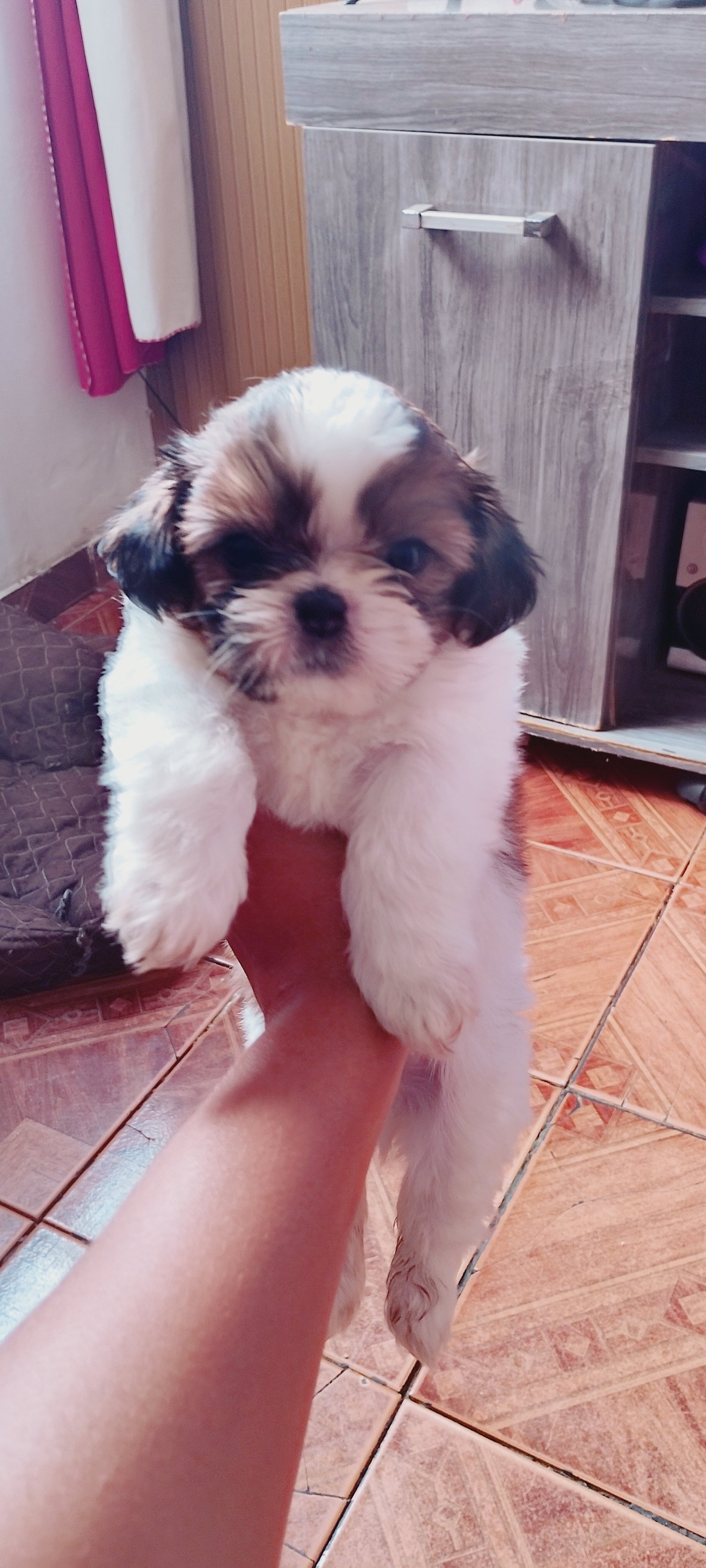 FILHOTES DE SHIHTUZ MACHO