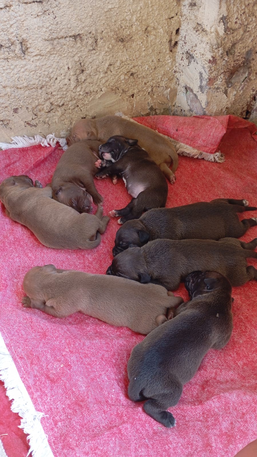 Portal Vendocão Vendo filhotes de Pitbull  Passo fundo