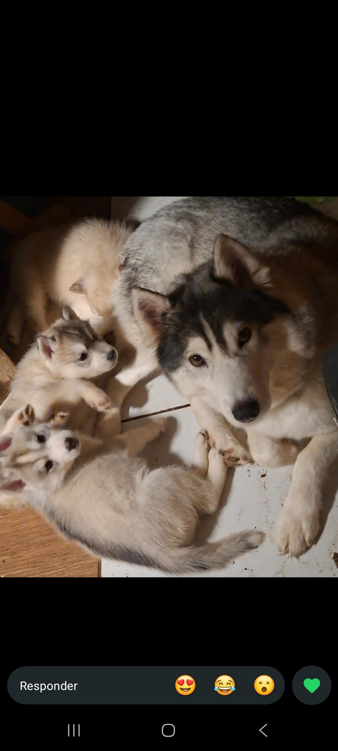 Lindas fêmeas de husky  - Foto 2