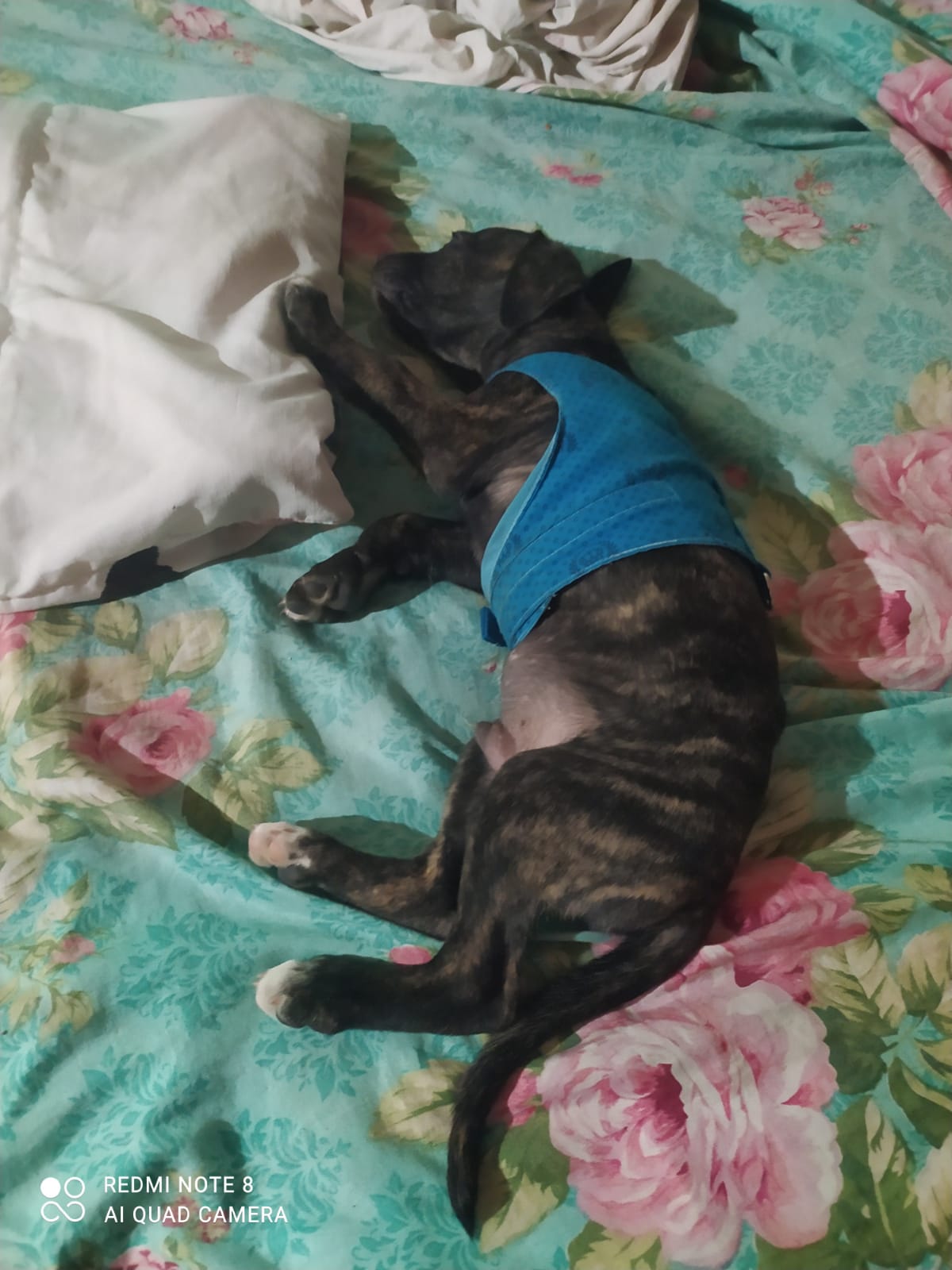 Vendo Pitbull com 49 dias de nascido  - Foto 1