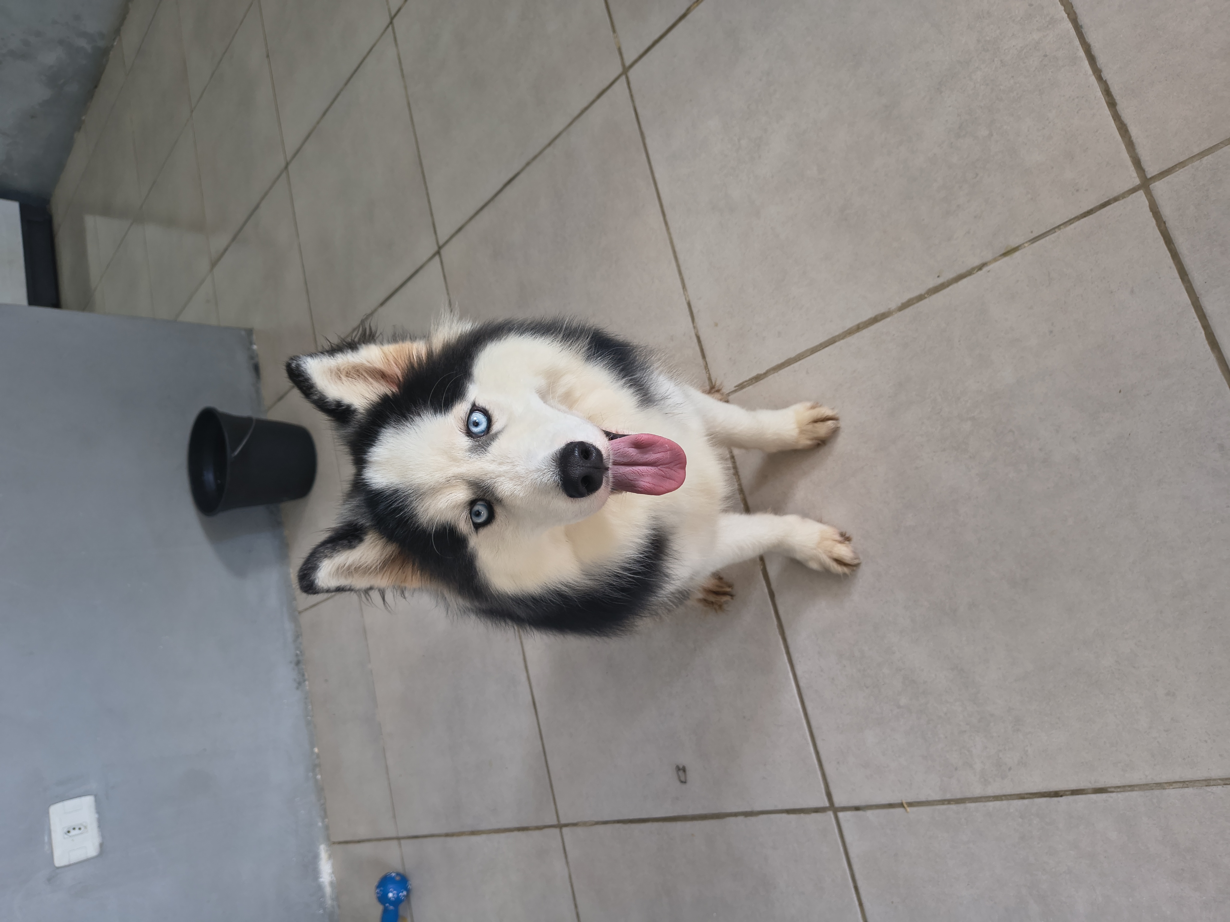Vendo esse lindo husky siberiano  - Foto 1