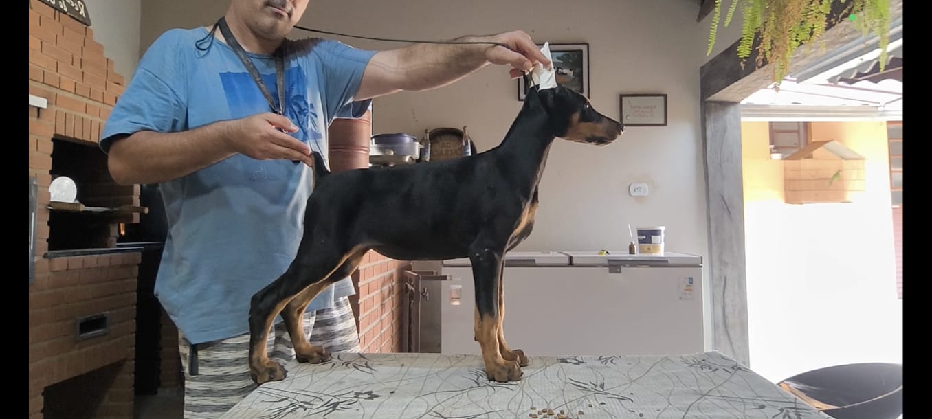Portal Vendocão Belos Filhotes Dobermann Juquitiba