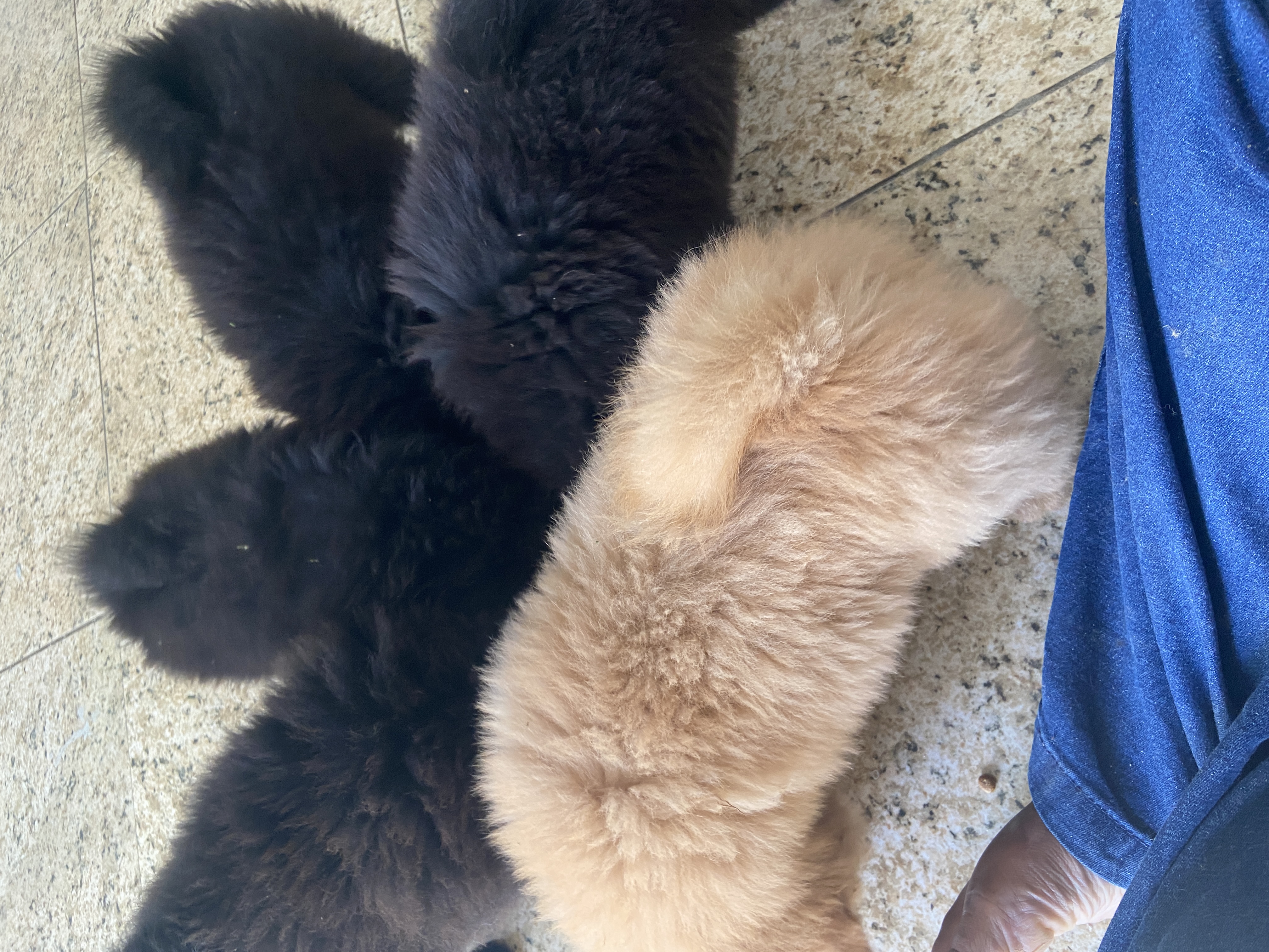 Portal Vendocão Vendo filhote de chow chow  São João de Meriti