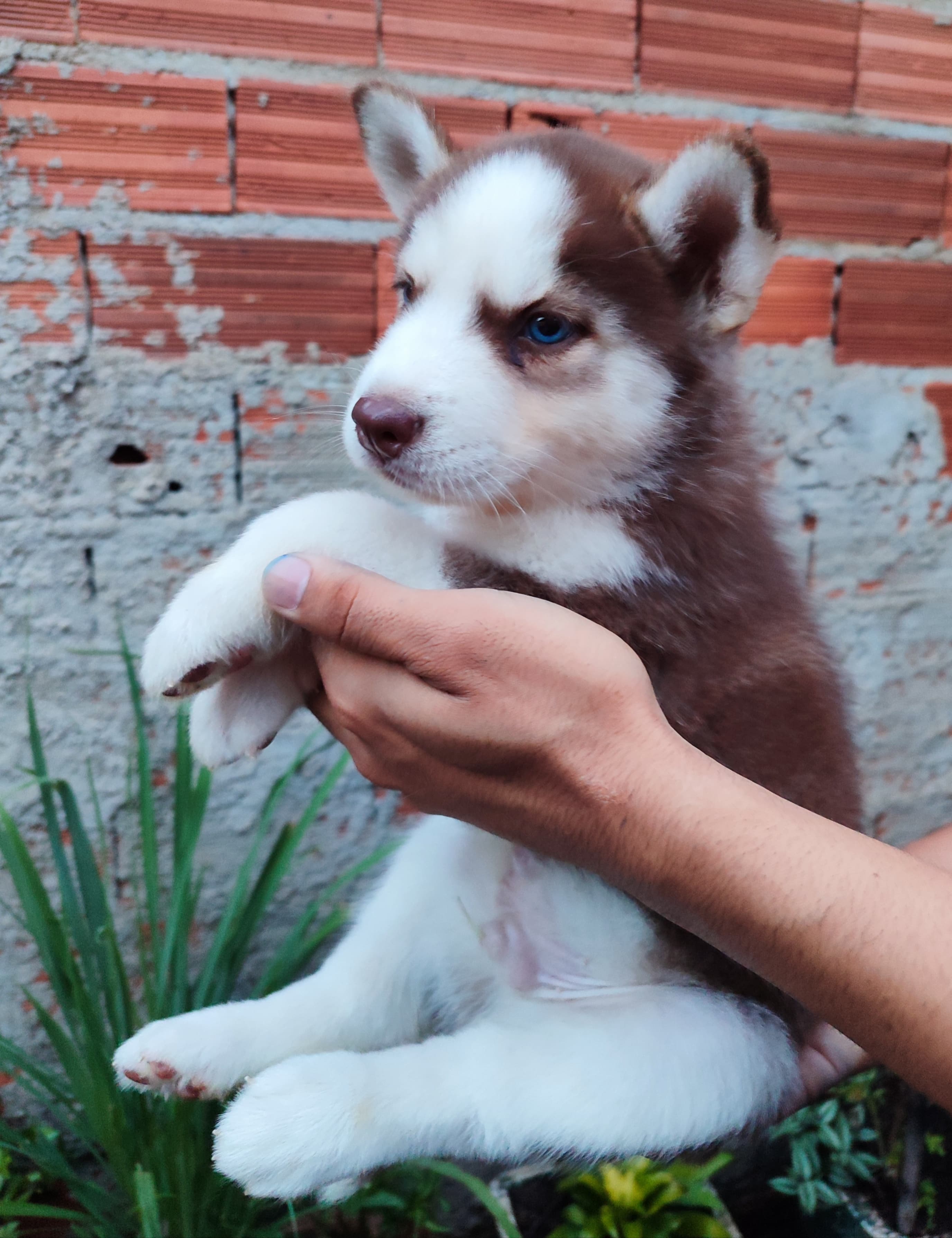 Portal Vendocão venda de filhote de husky siberiano Goiânia