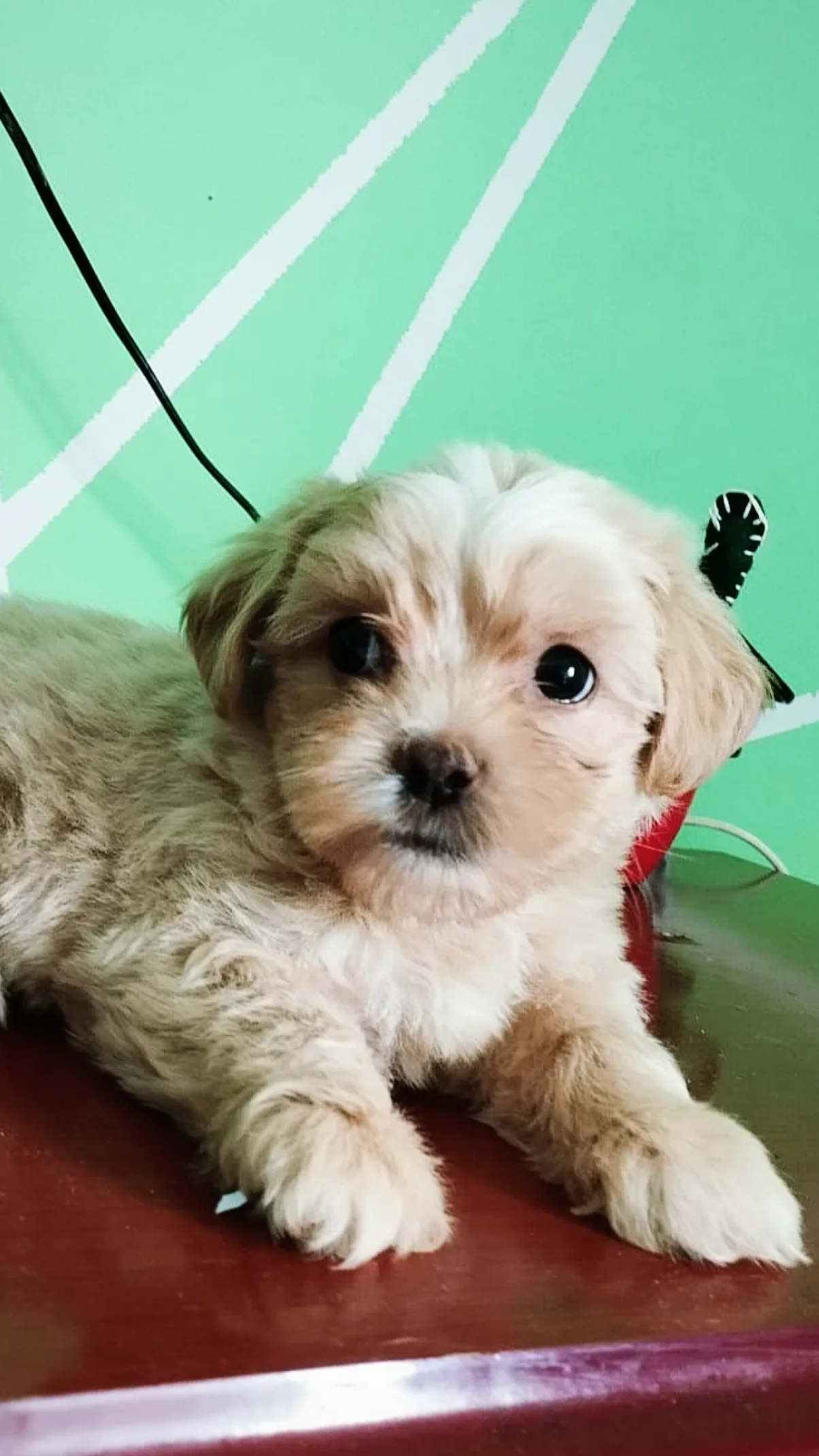 Portal Vendocão Shitzu  TRES CORACOES