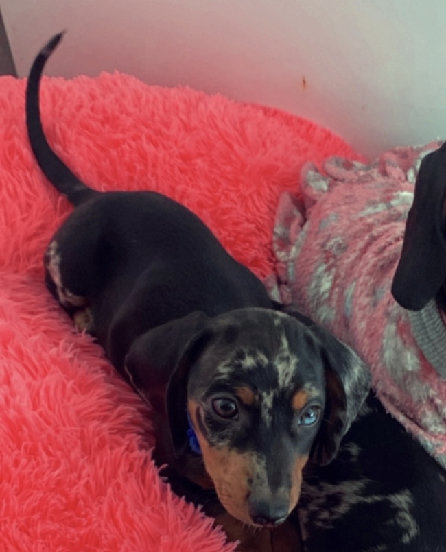 Portal Vendocão Dachshund Alerquim E Black E Tan Bombinhas